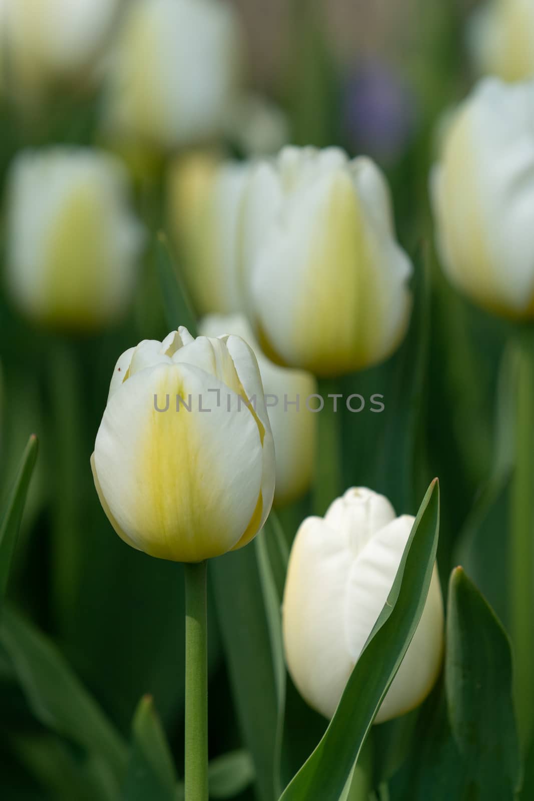 Tulip (Tulipa), close up of the flower of spring