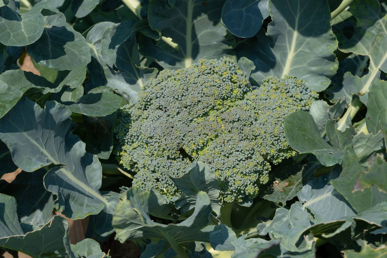 Green food, close up to a broccoli plant, ready to harvest