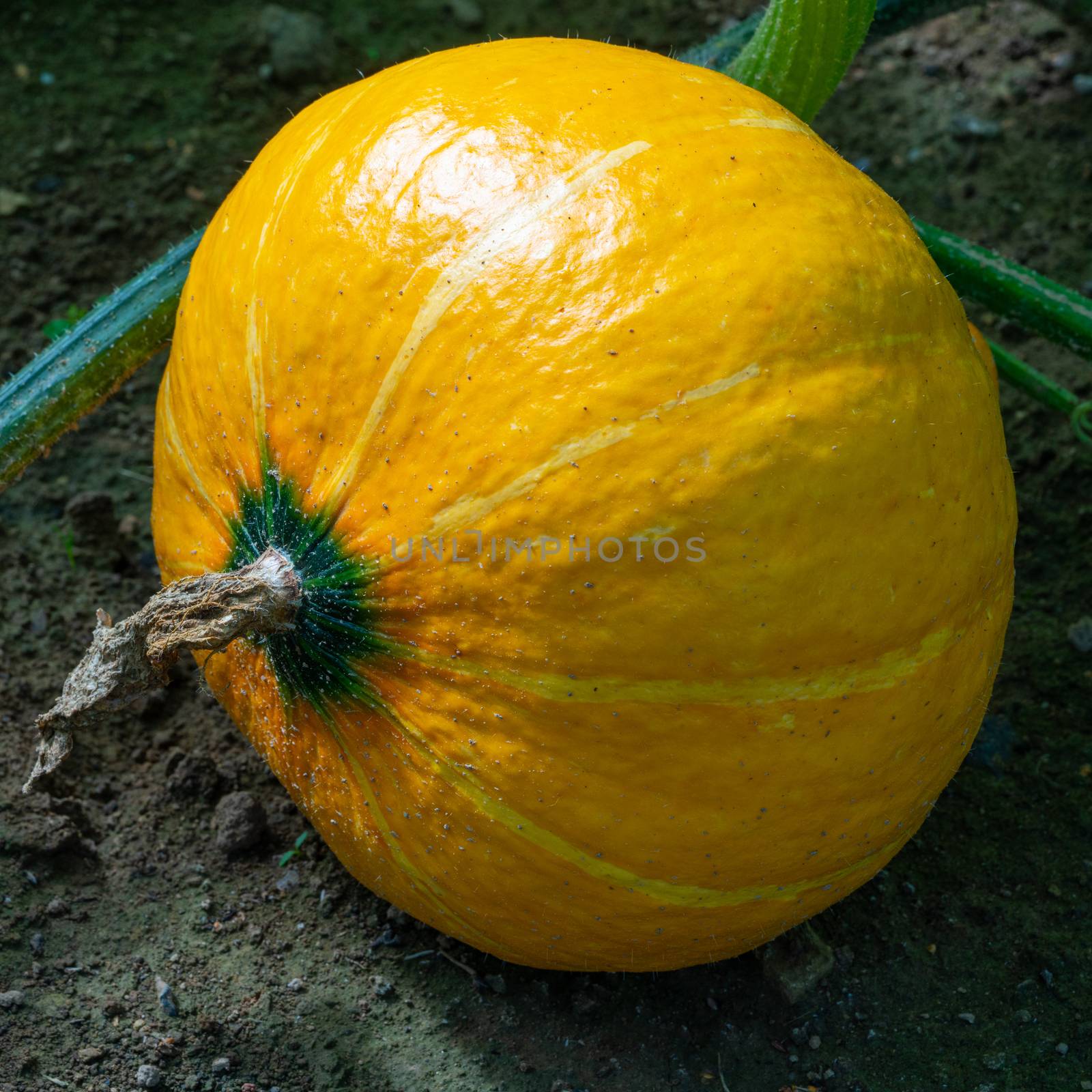 Vegetable, Pumpkin by alfotokunst