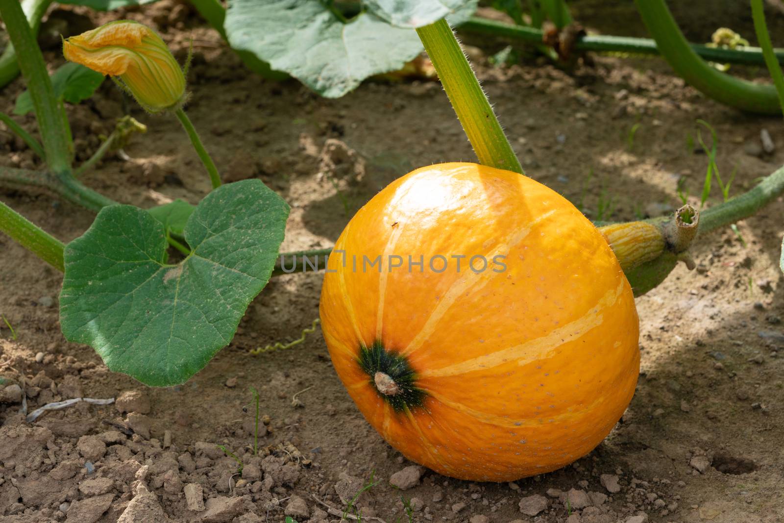Green food, close up to an Uchiki Kuri pumpkin, ready to harvest