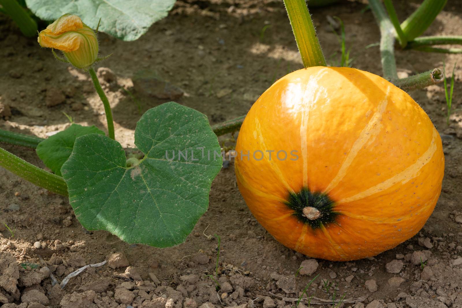 Green food, close up to an Uchiki Kuri pumpkin, ready to harvest