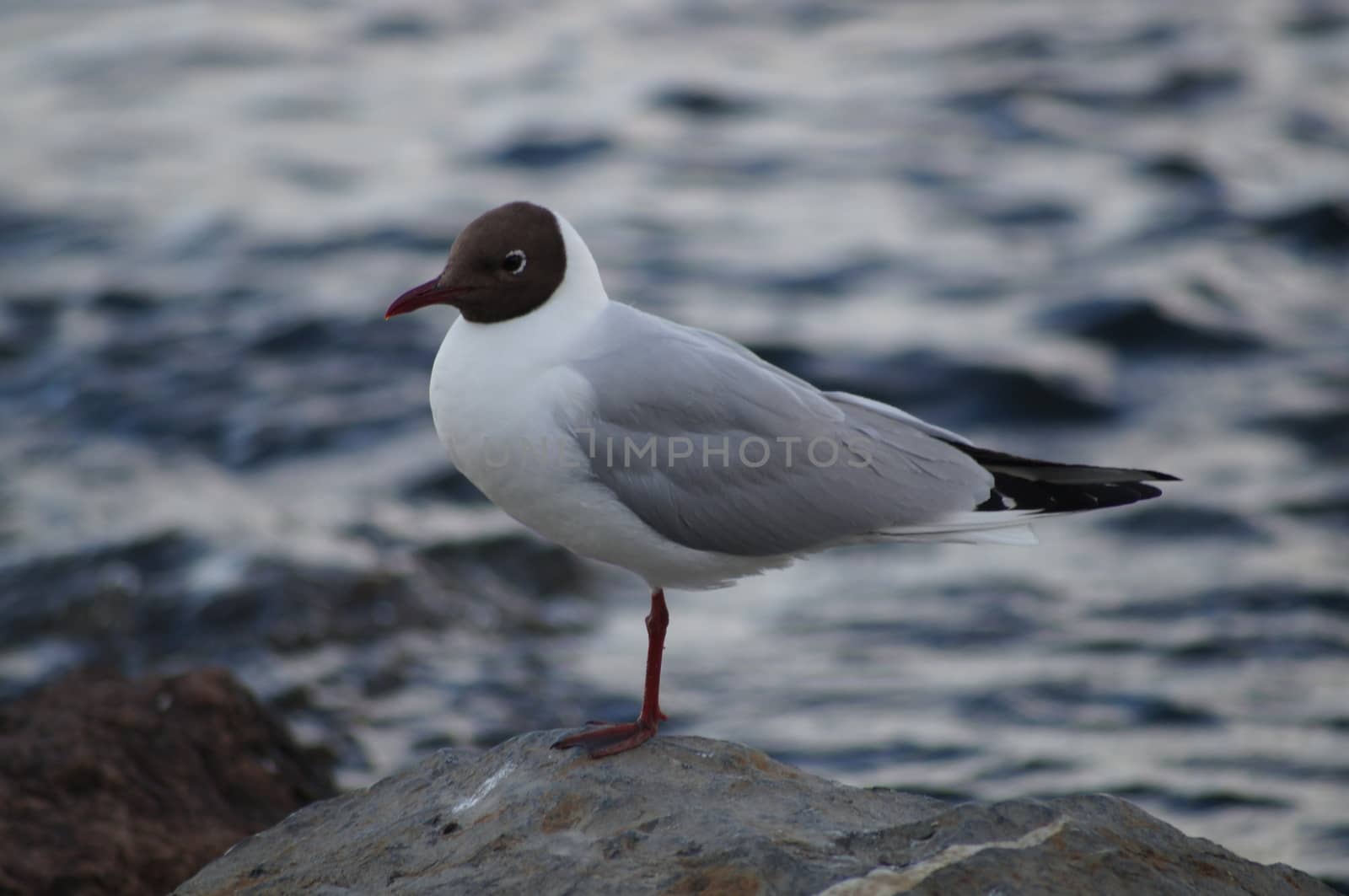 Gray-hooded Gull on a stone