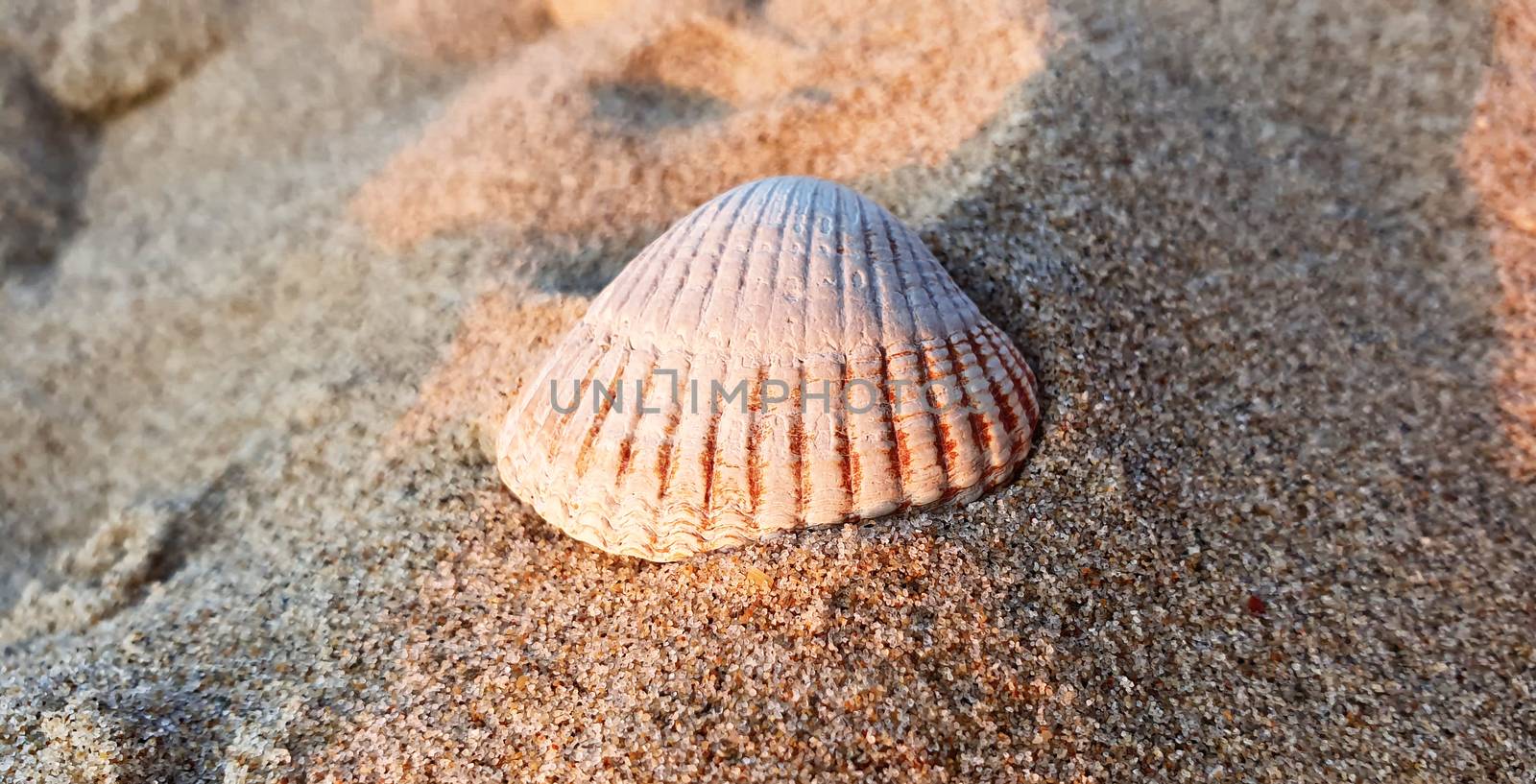 Close up shot of a white seashell on a sandy beach enlightened by sun rays.