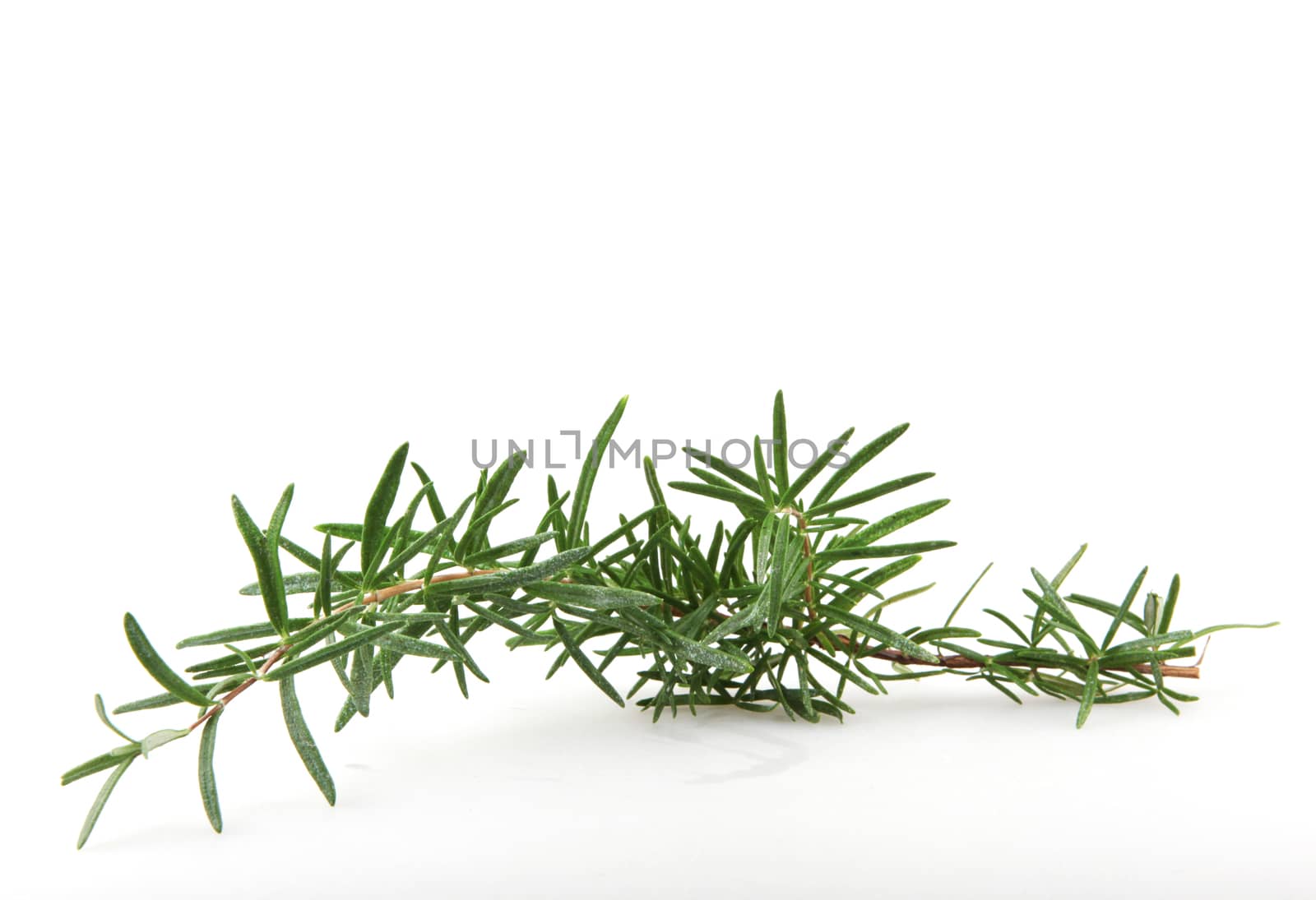 Fresh Rosemary Herb On White Background by nenovbrothers