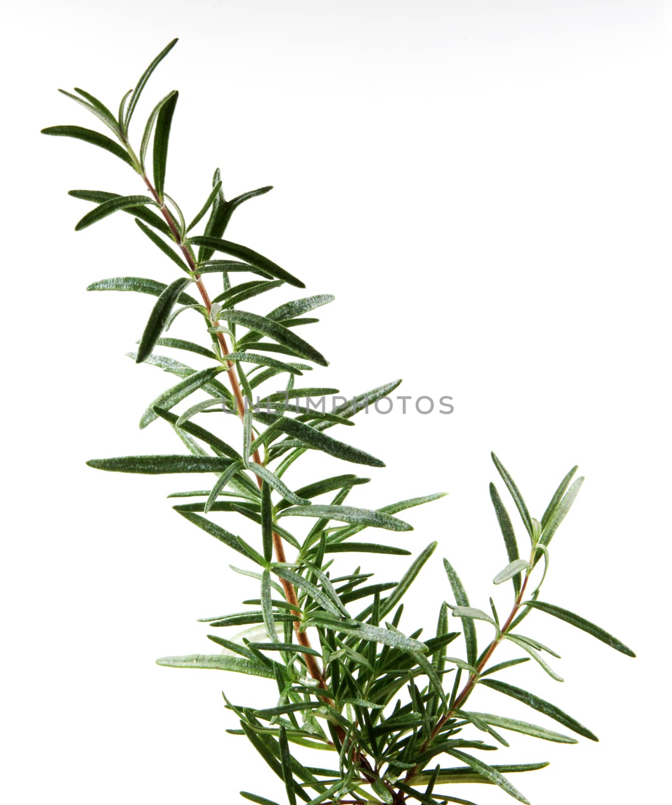 Fresh Rosemary Herb On White Background