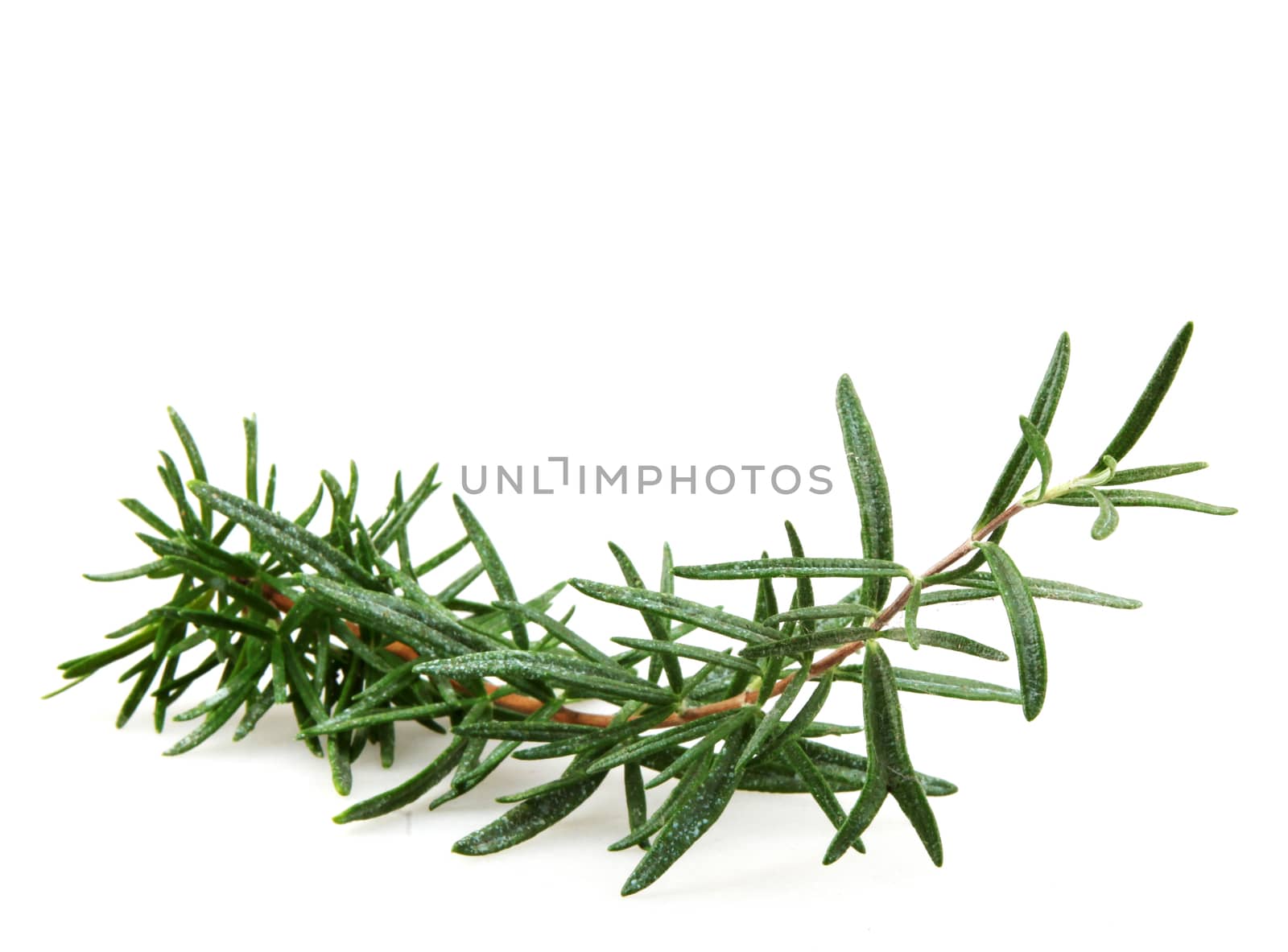 Fresh Rosemary Herb On White Background by nenovbrothers