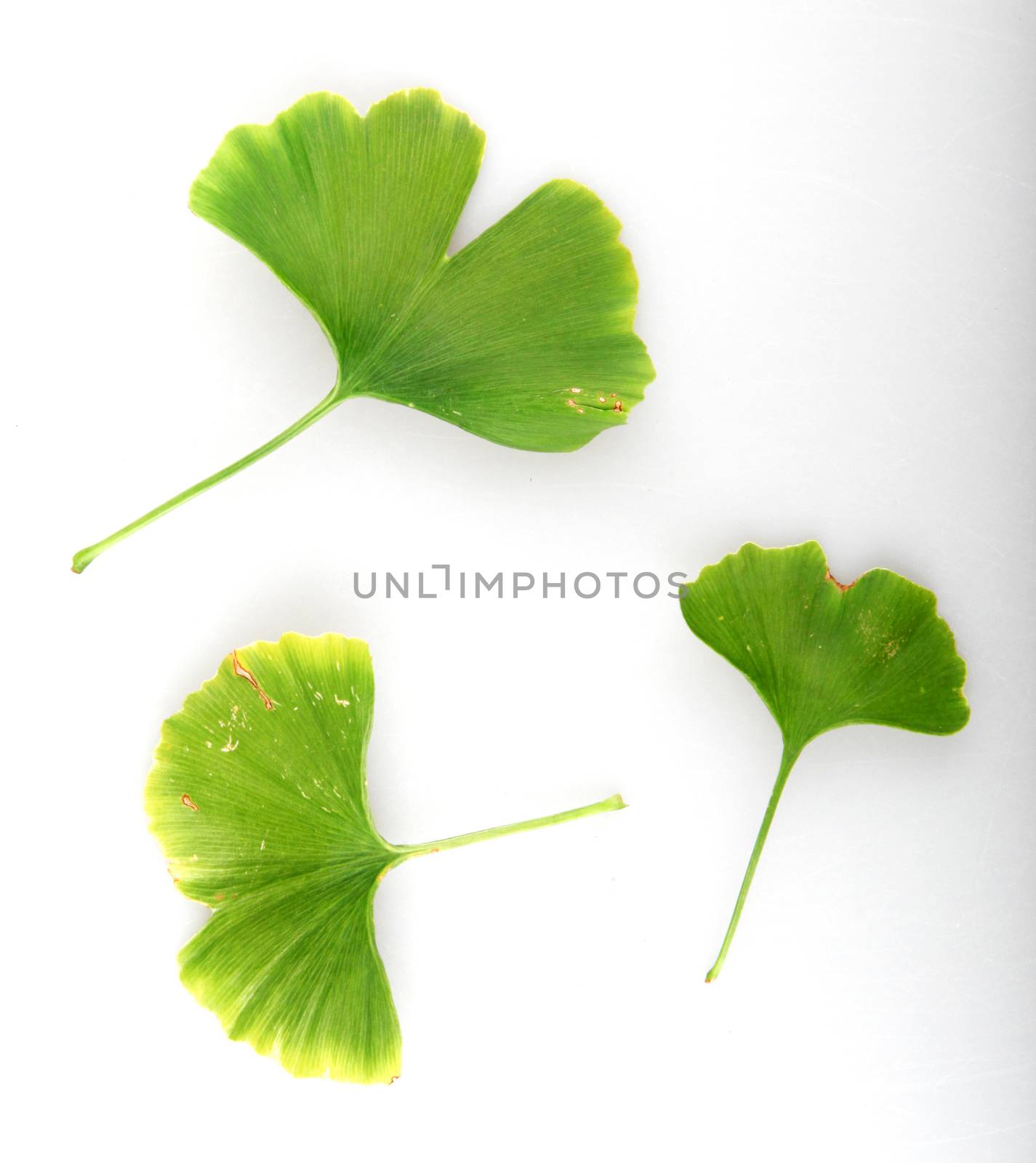 Ginkgo Biloba Leaf Against White Background