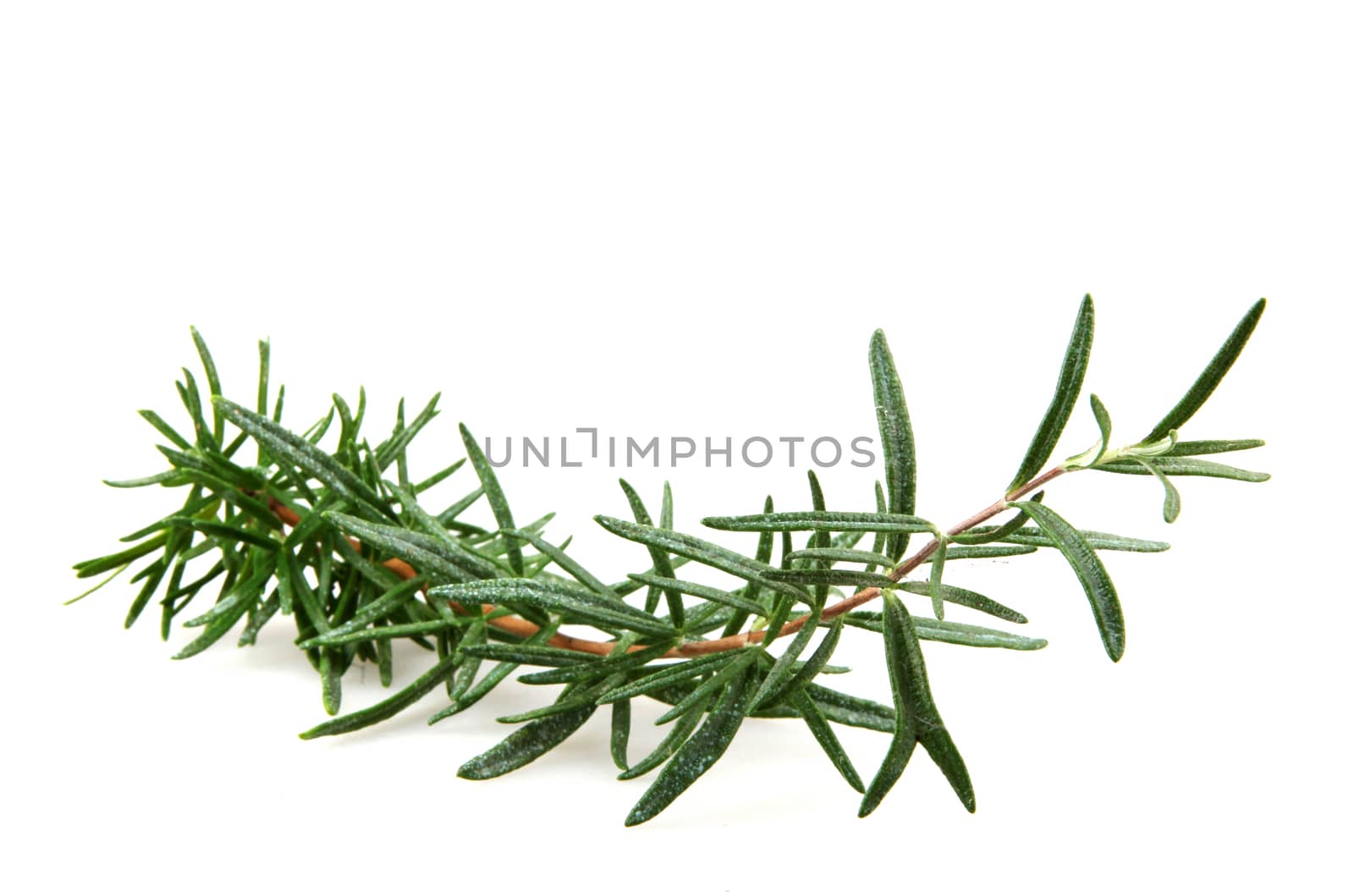 Fresh Rosemary Herb On White Background