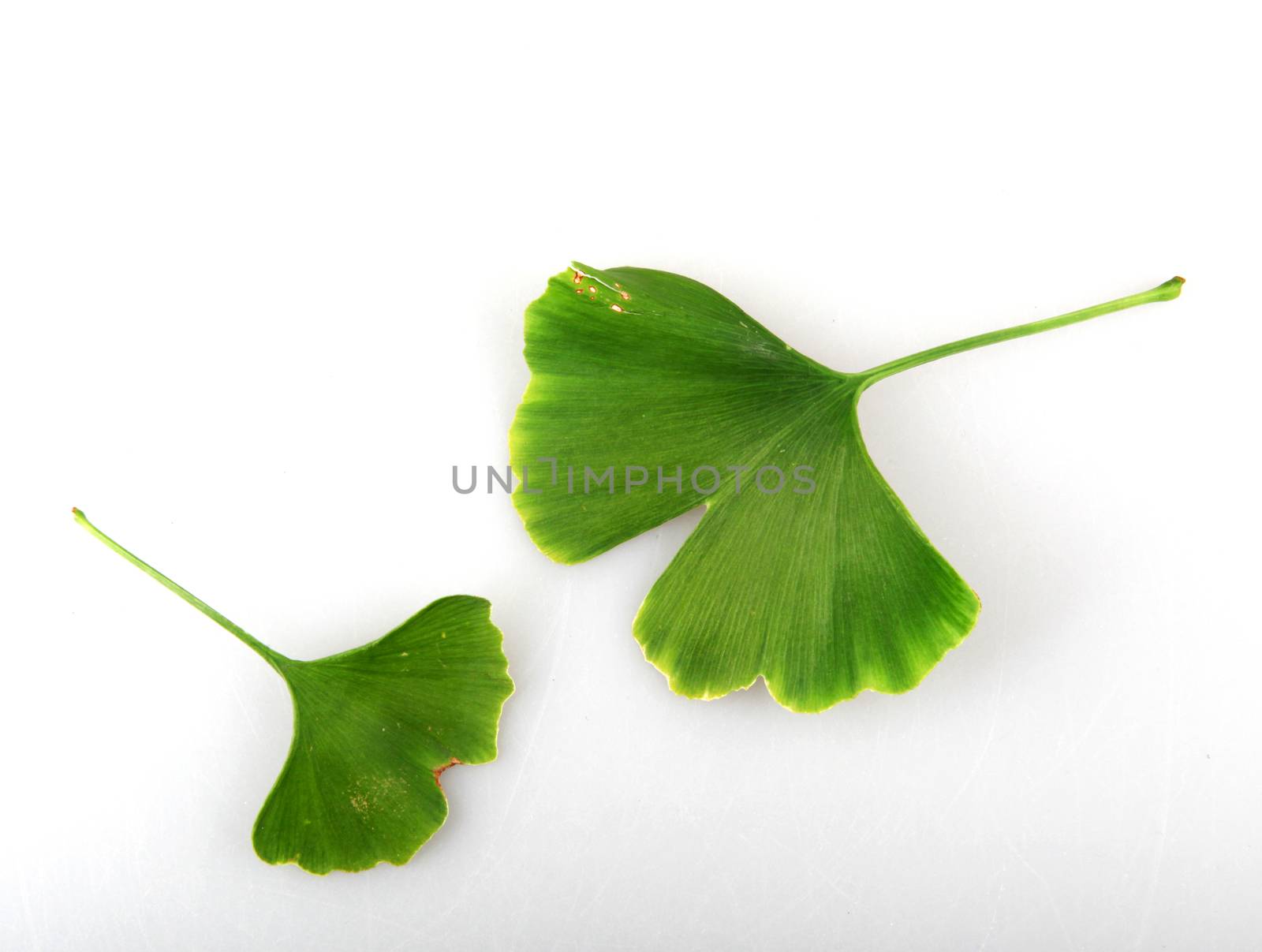 Ginkgo Biloba Leaf Against White Background