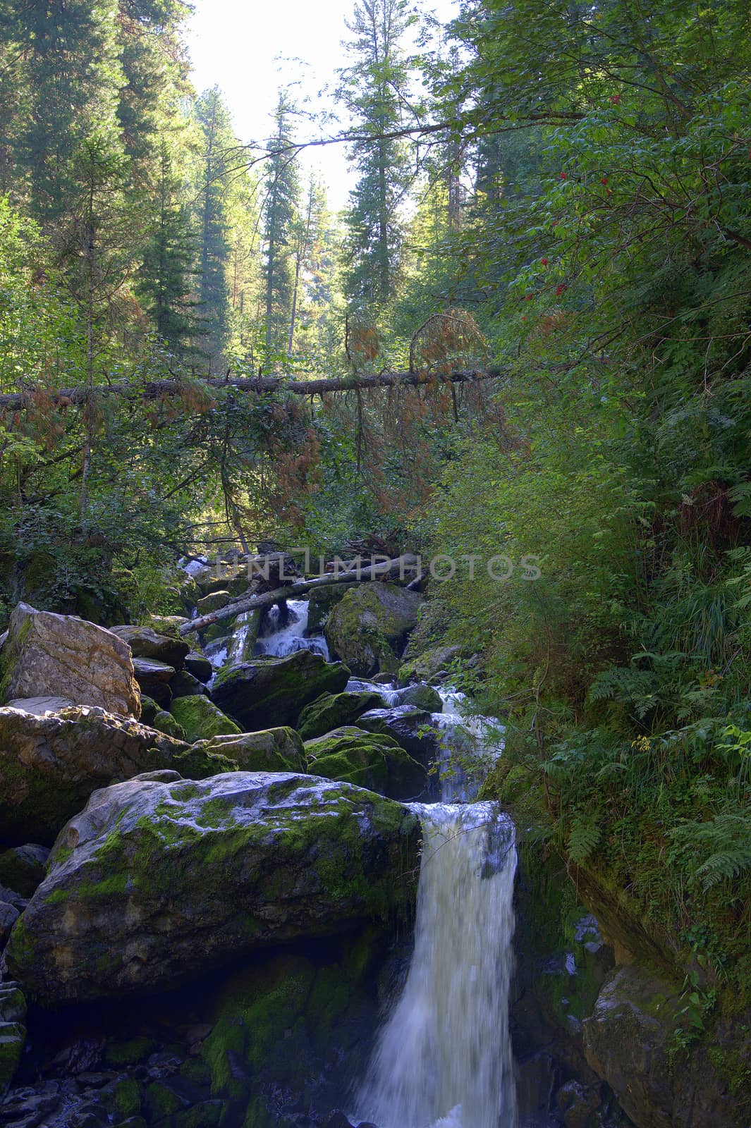 Mountain river flowing into a small waterfall on rocky shores. Altai, Siberia, Russia.