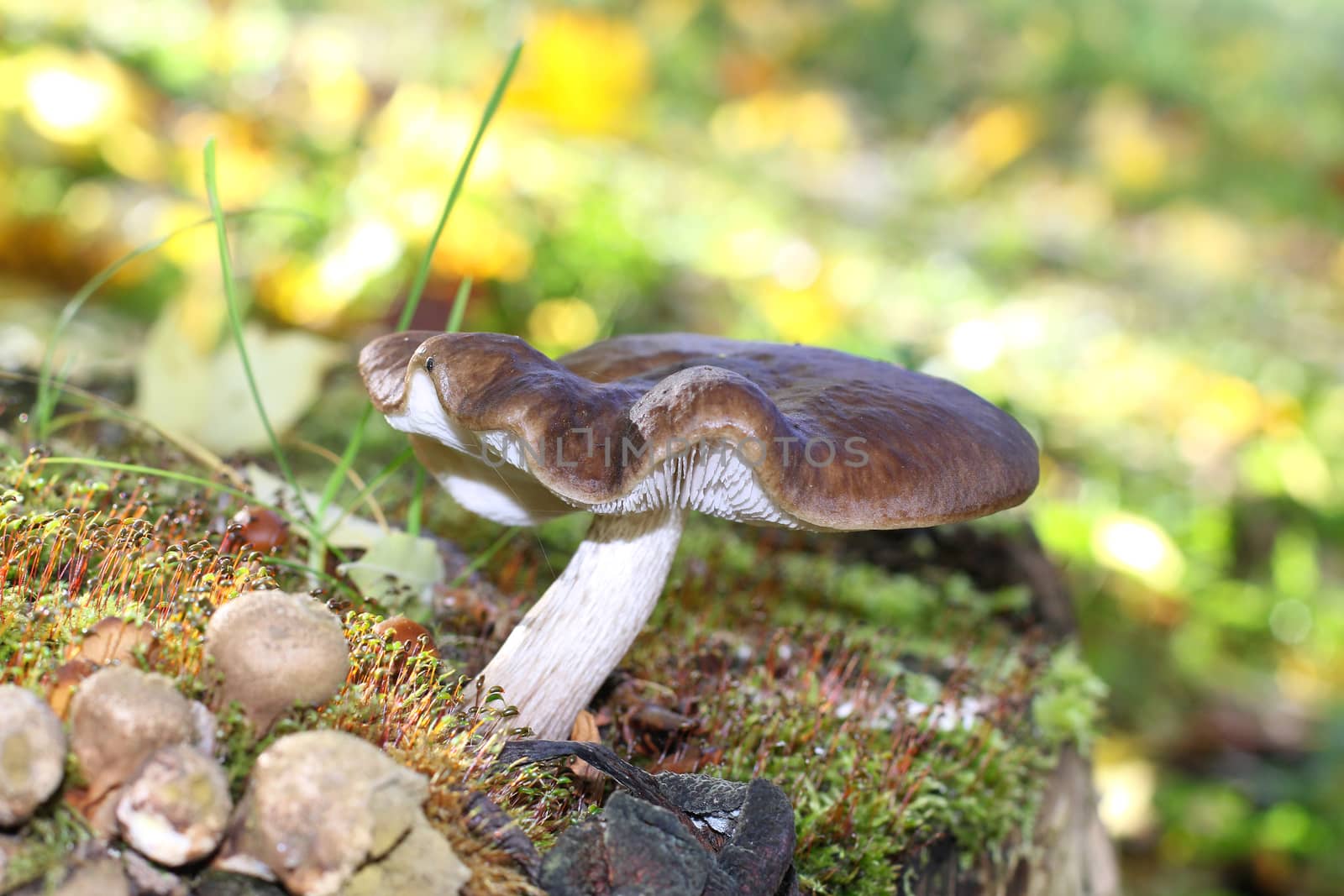 A lonely fungus on a bright Sunny day.