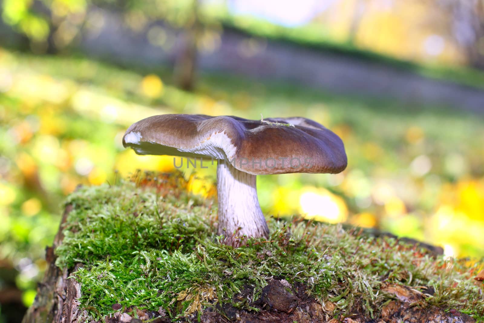 Mushroom on blurred yellowish background.