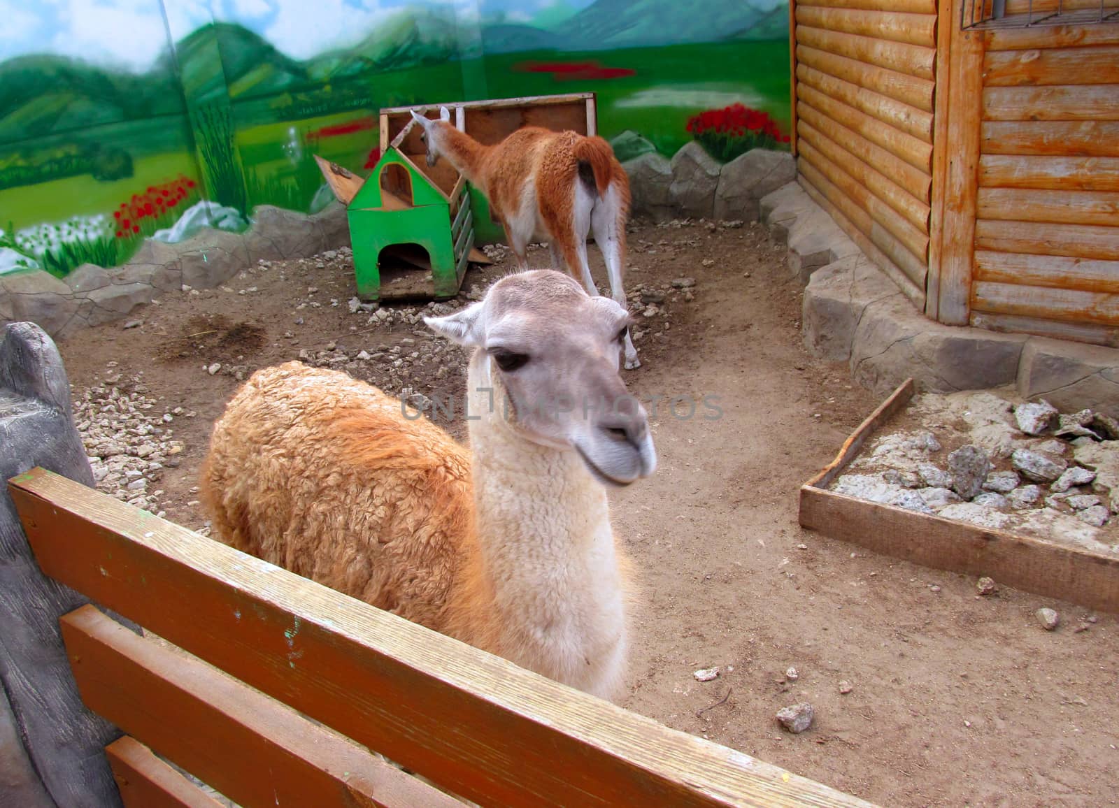 Beautiful llama in the zoo enclosure. by Igor2006