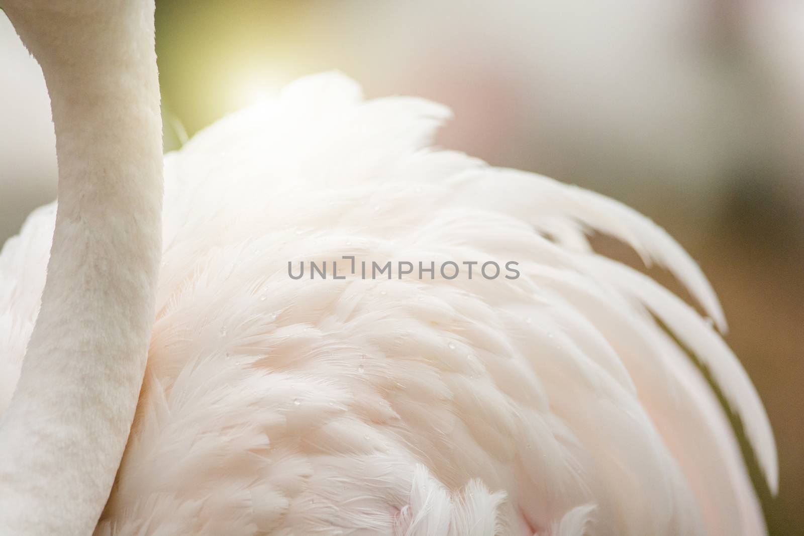 Flamingo's neck and feather background, it has a beautiful coloring of feathers. Greater flamingo, Phoenicopterus roseus
