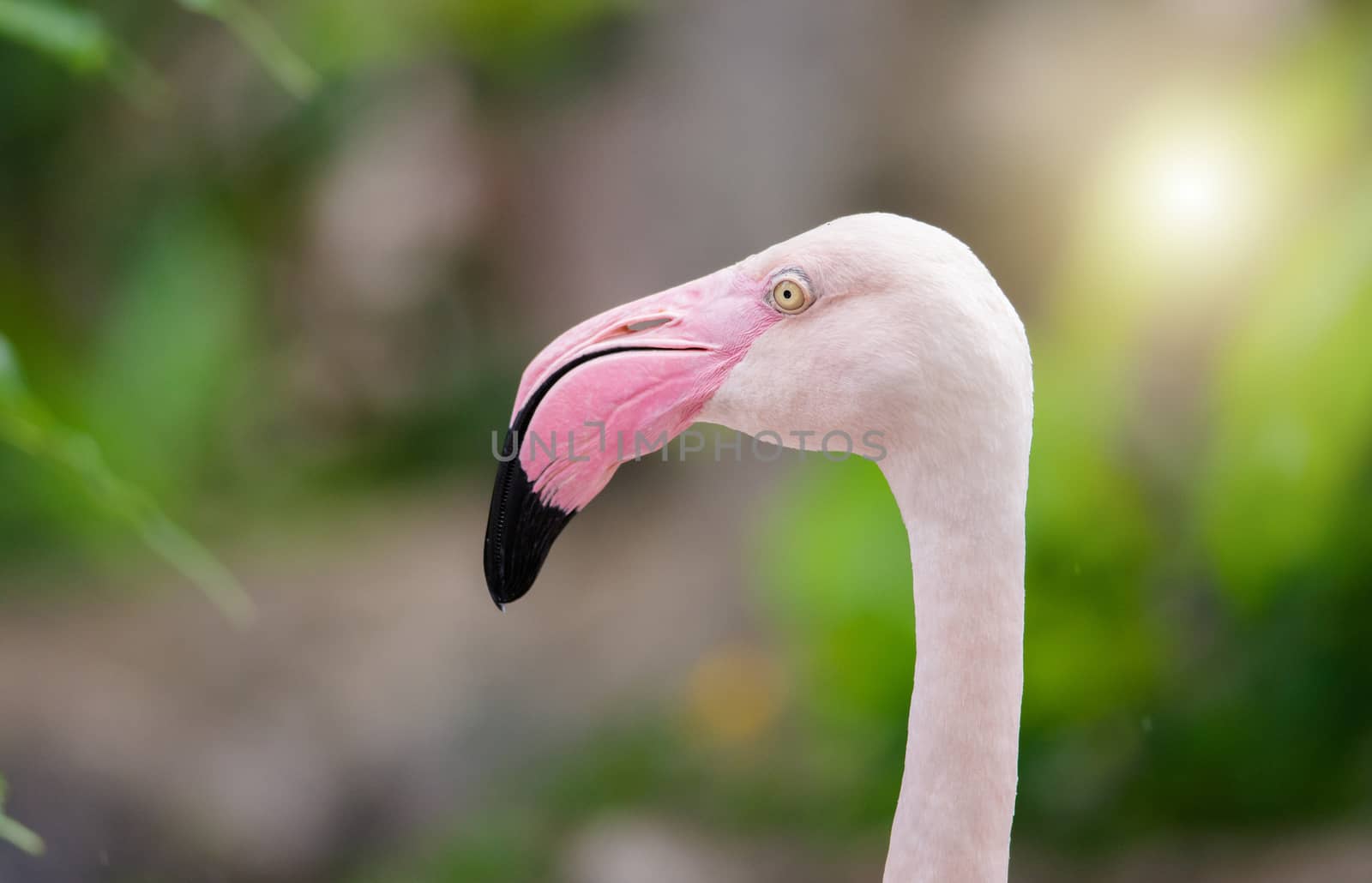 Pink Flamingo-close up, it has a beautiful coloring of feathers. Greater flamingo, Phoenicopterus roseus
