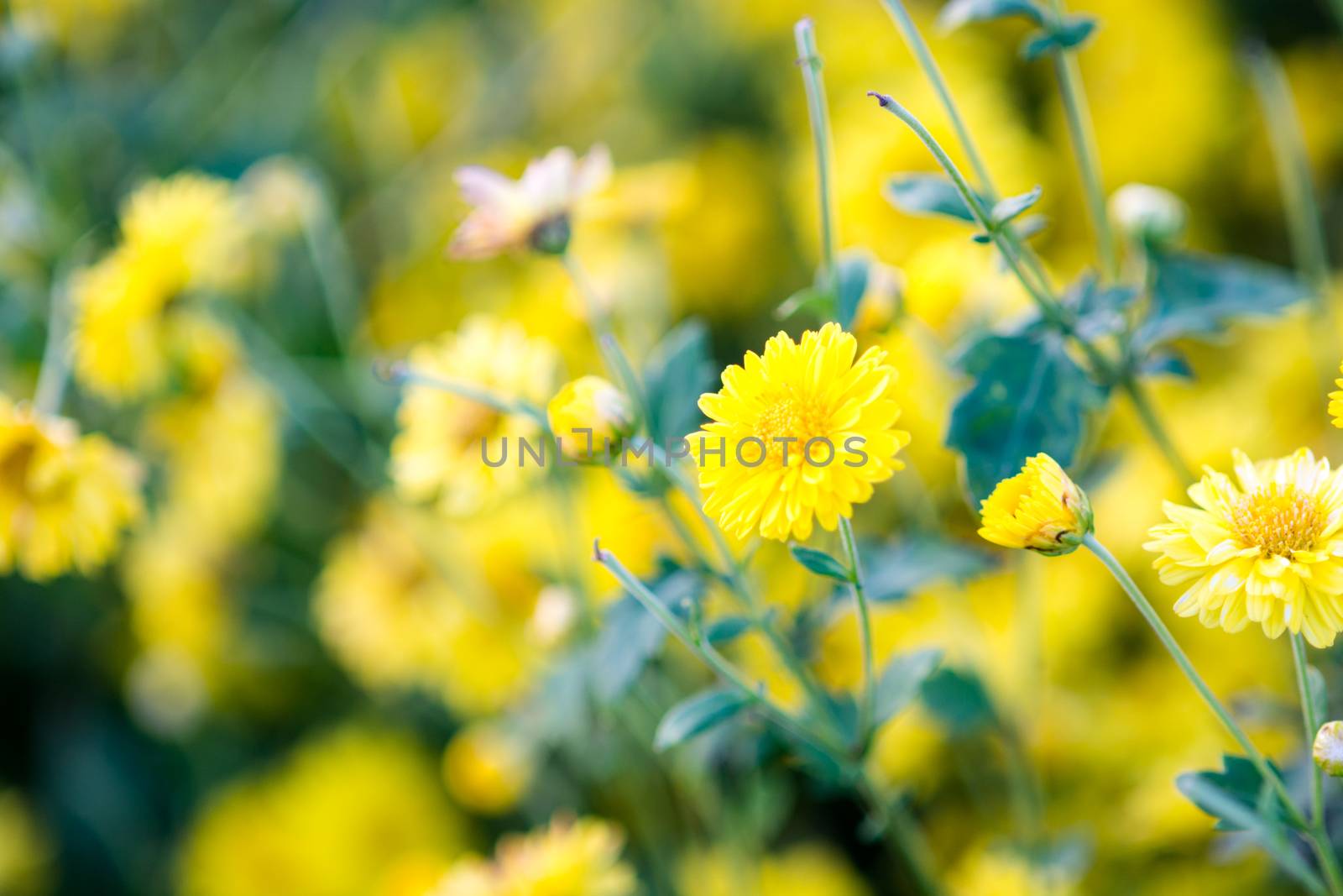 Yellow chrysanthemum flowers, chrysanthemum in the garden. Blurry flower for background, colorful plants
