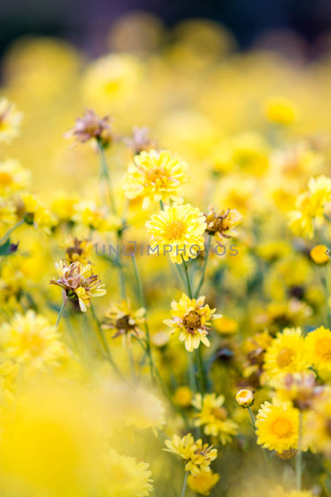 Yellow chrysanthemum flowers, chrysanthemum in the garden. Blurry flower for background, colorful plants
