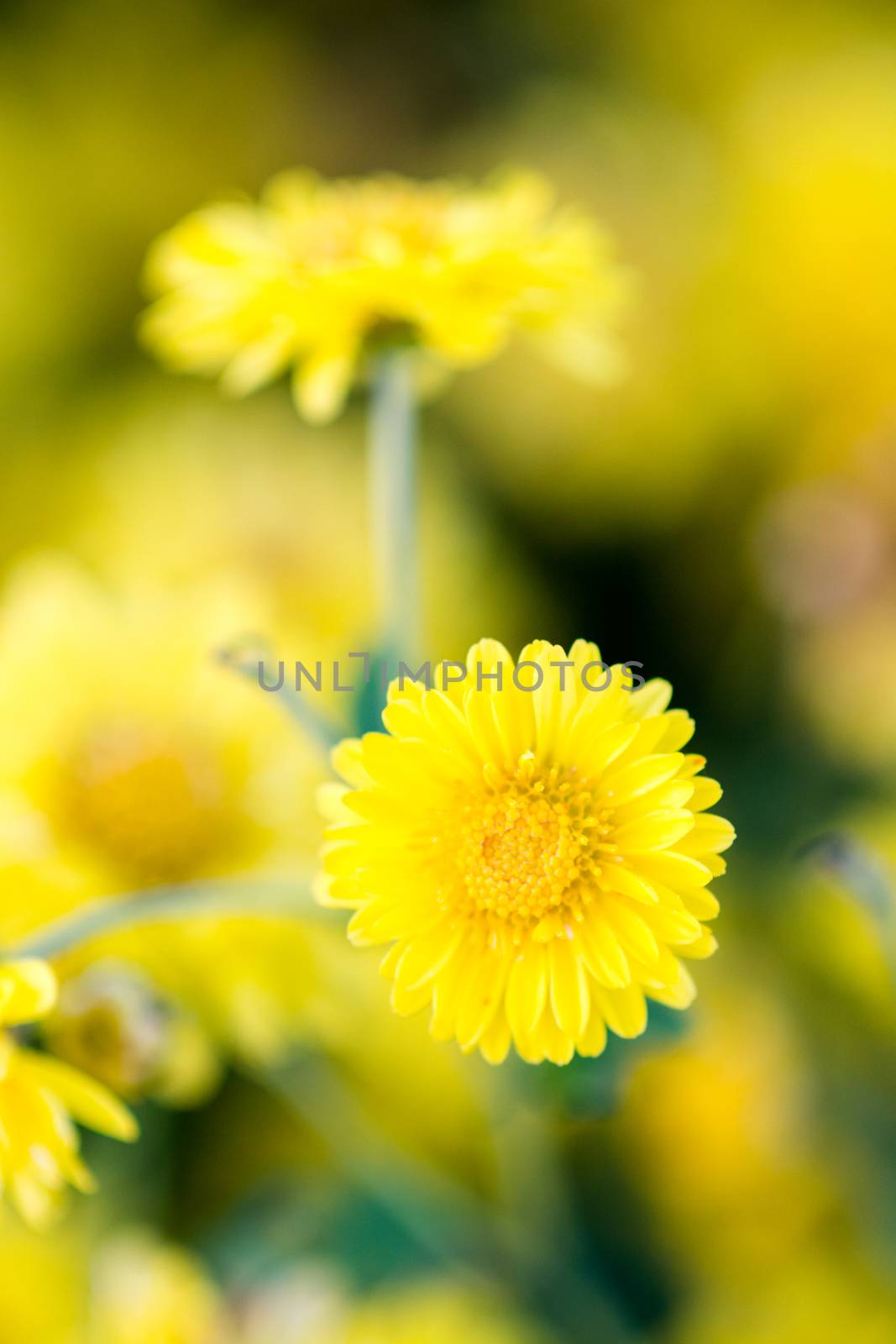 Yellow chrysanthemum flowers, chrysanthemum in the garden. Blurry flower for background, colorful plants
