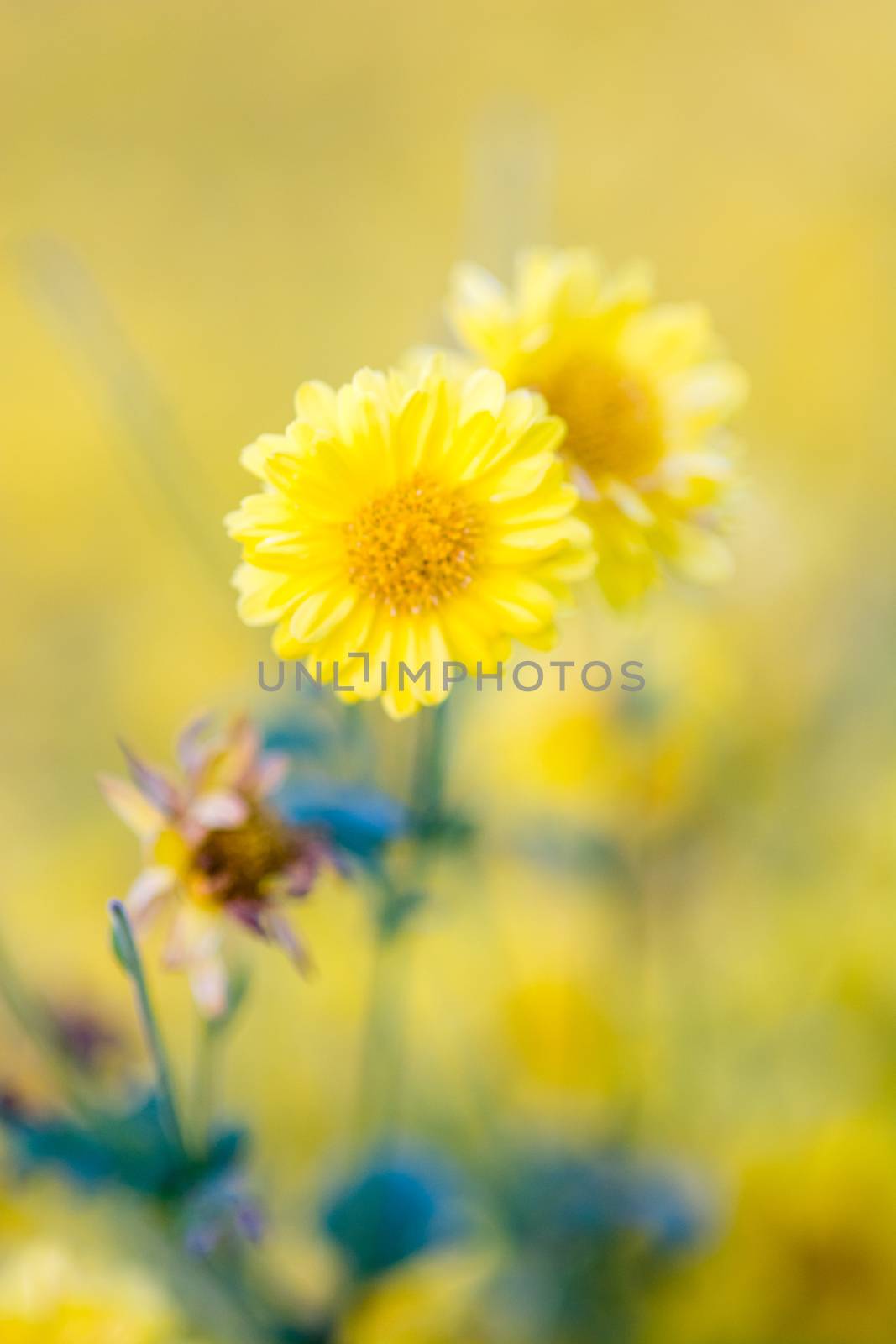 Yellow chrysanthemum flowers, chrysanthemum in the garden. Blurr by yuiyuize