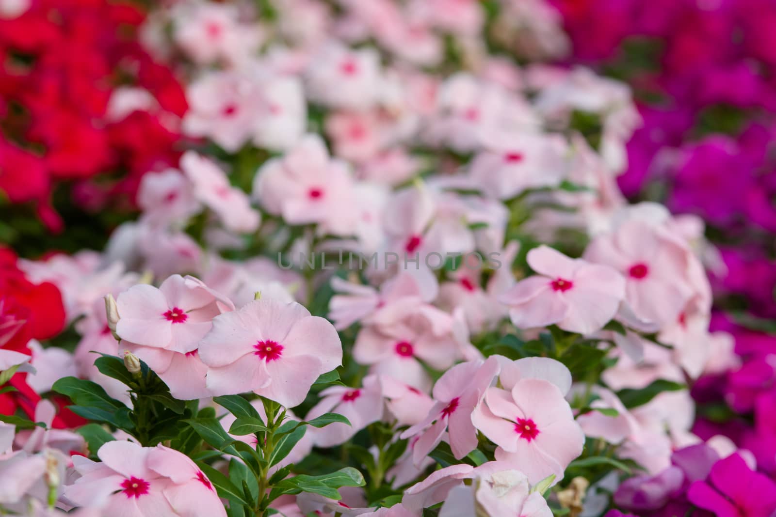 Vinca rosea flowers blossom in the garden, foliage variety of colors flowers, selective focus