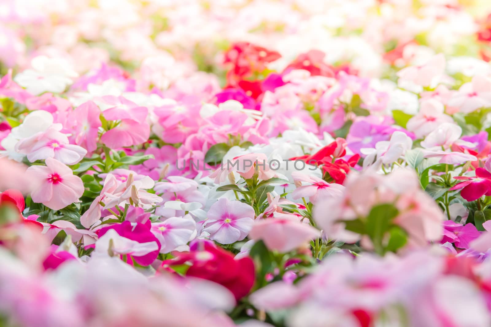 Vinca rosea flowers blossom in the garden, foliage variety of colors flowers, selective focus