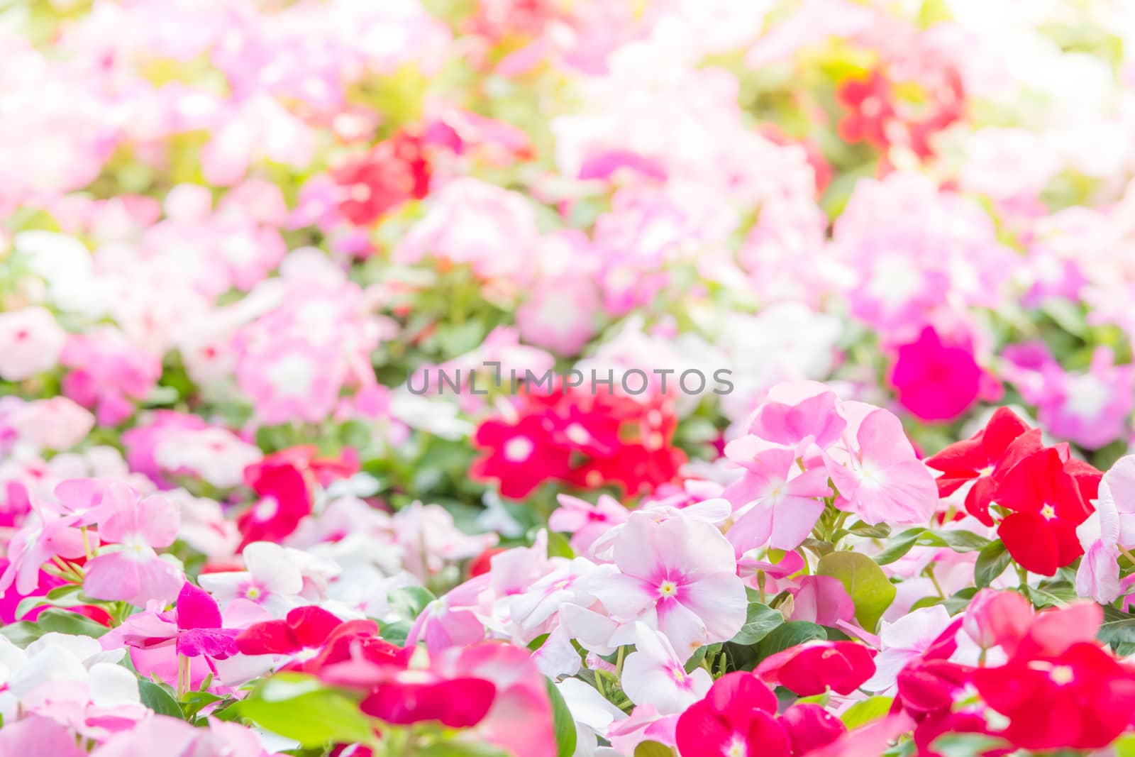 Vinca rosea flowers blossom in the garden, foliage variety of colors flowers, selective focus