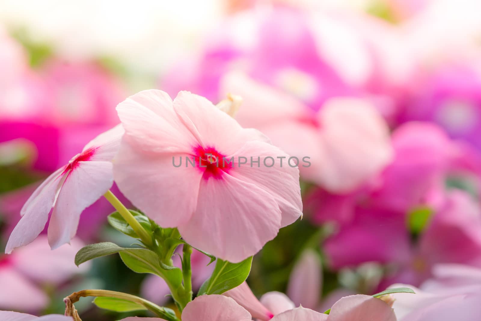 Vinca rosea flowers blossom in the garden, foliage variety of colors flowers, selective focus