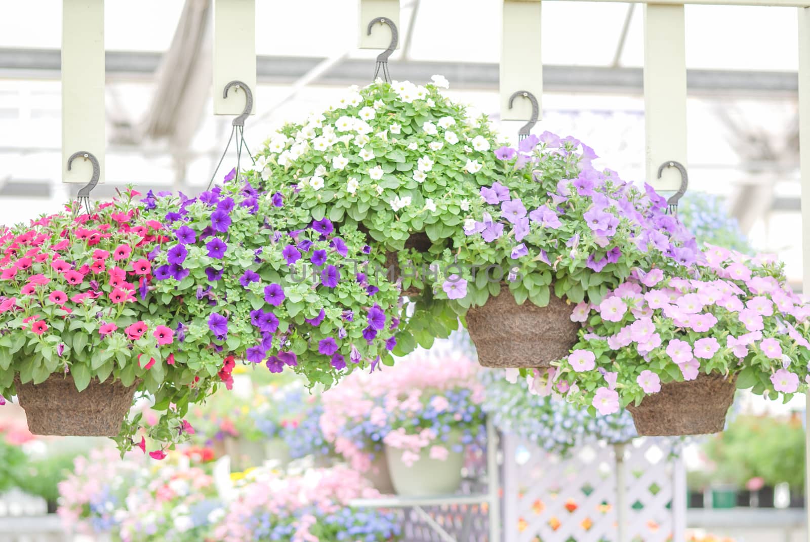 Colorful petunia flowers, Grandiflora is the most popular variety of petunia, with large single or double flowers that form mounds of colorful solid, striped, or variegated blooms.
