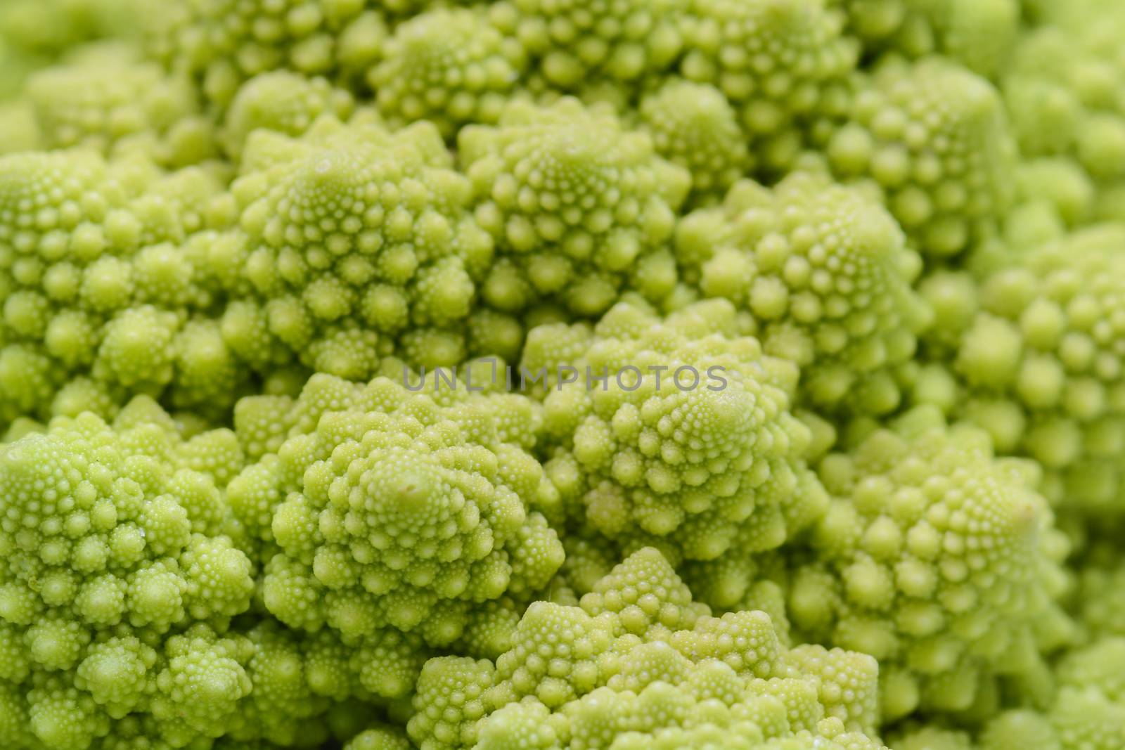 Roman cauliflower isolated on white background, it is an edible flower bud of the species Brassica oleracea. First documented in Italy, it is chartreuse in color.