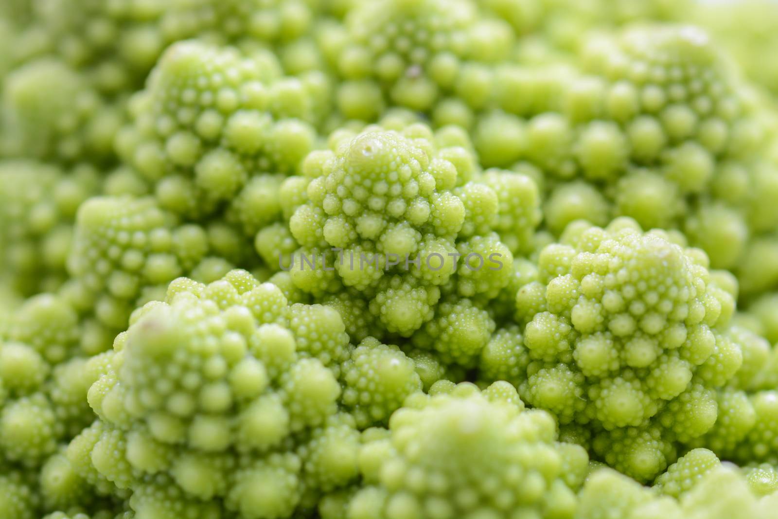 Roman cauliflower isolated on white background, it is an edible flower bud of the species Brassica oleracea. First documented in Italy, it is chartreuse in color.