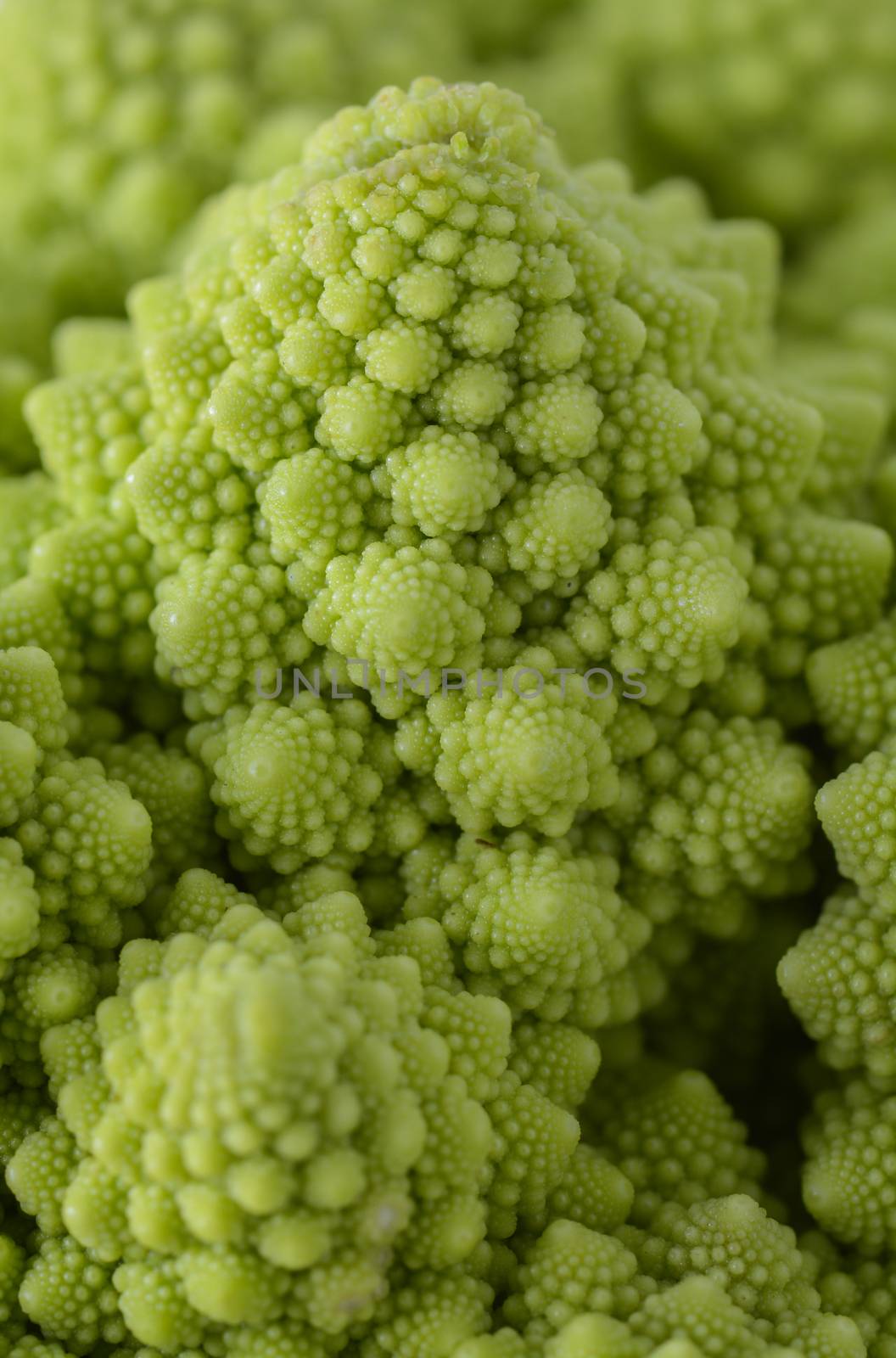 Roman cauliflower isolated on white background, it is an edible flower bud of the species Brassica oleracea. First documented in Italy, it is chartreuse in color.