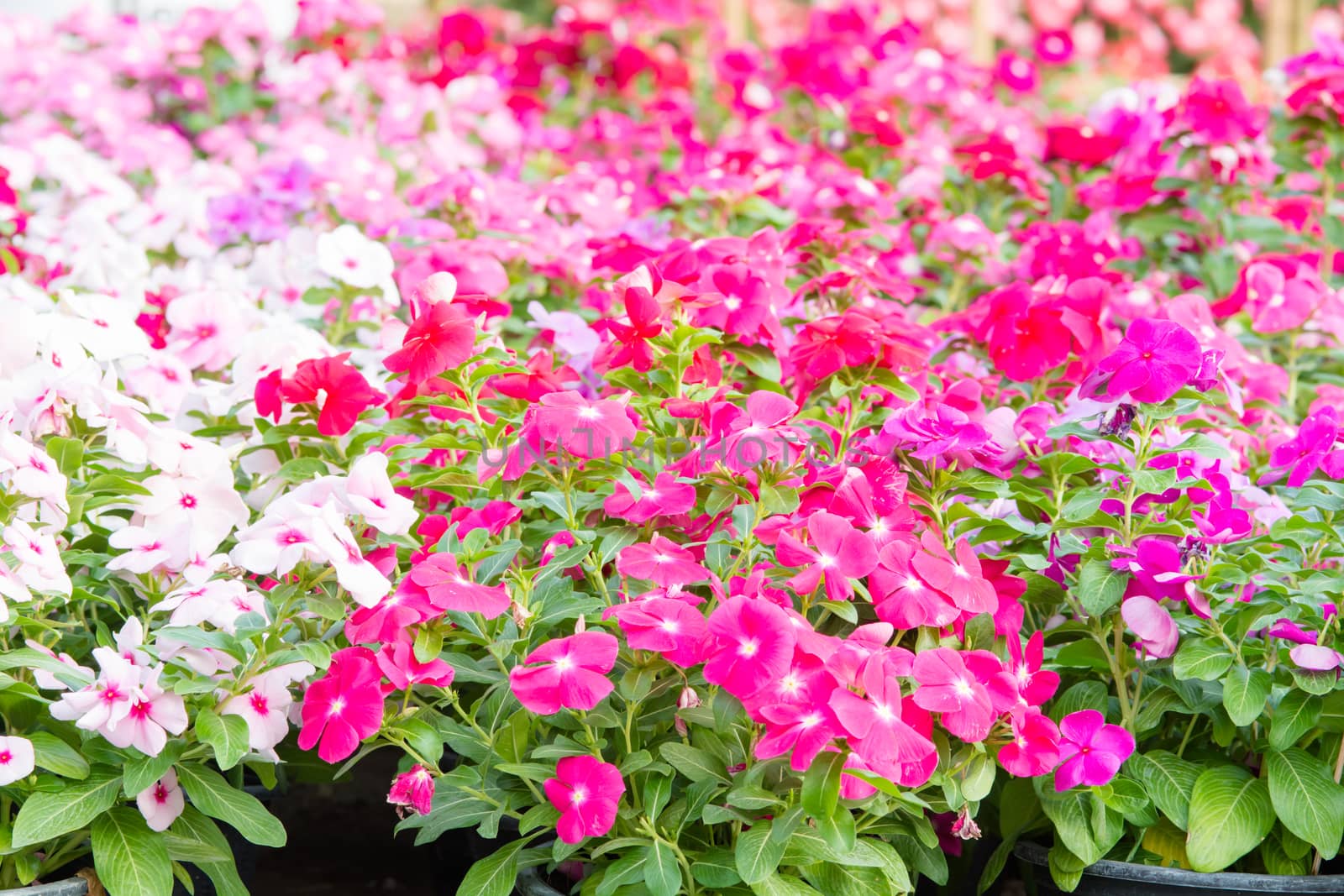 Vinca rosea flowers blossom in the garden, foliage variety of co by yuiyuize