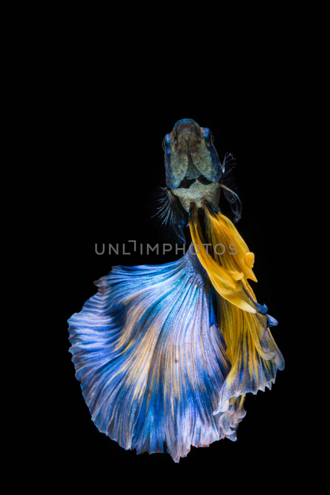 Blue and yellow betta fish, siamese fighting fish on black backg by yuiyuize