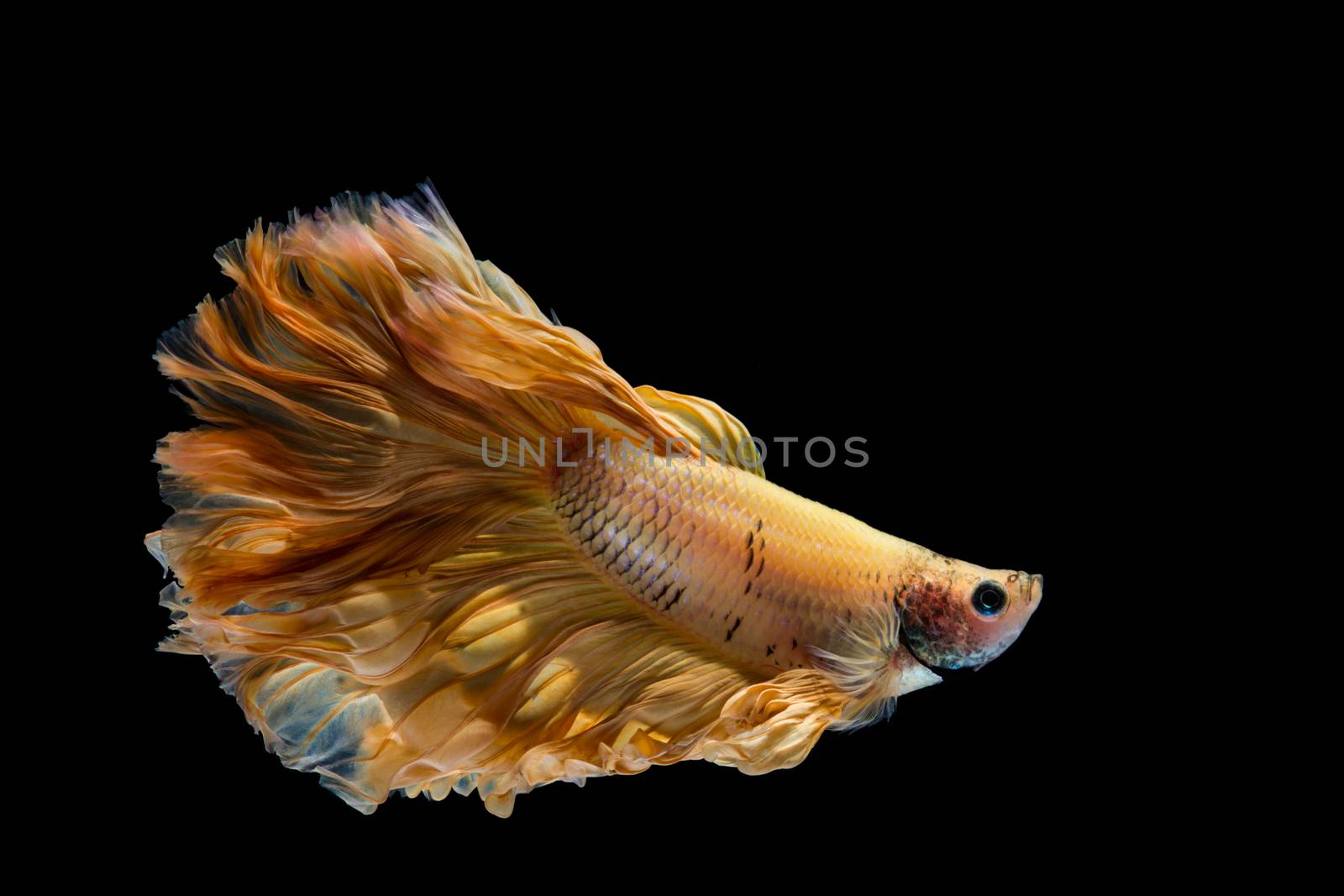 Yellow gold betta fish, siamese fighting fish on black backgroun by yuiyuize