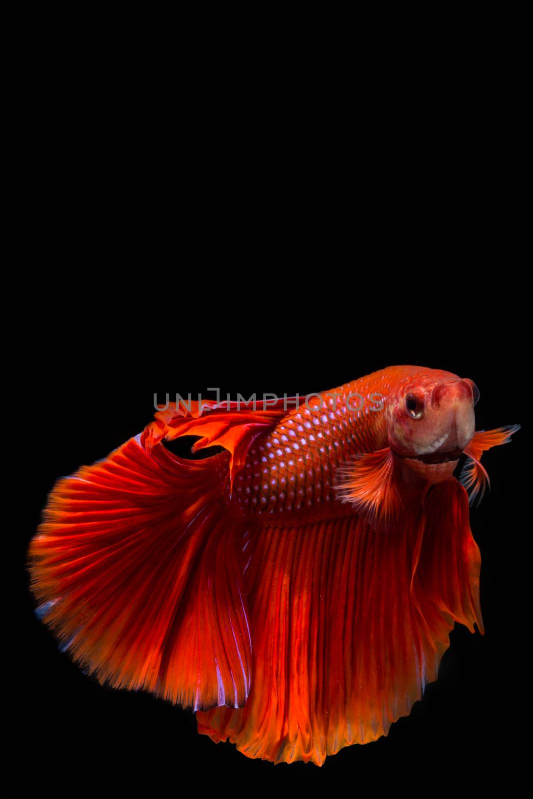 Red betta fish, siamese fighting fish on black background