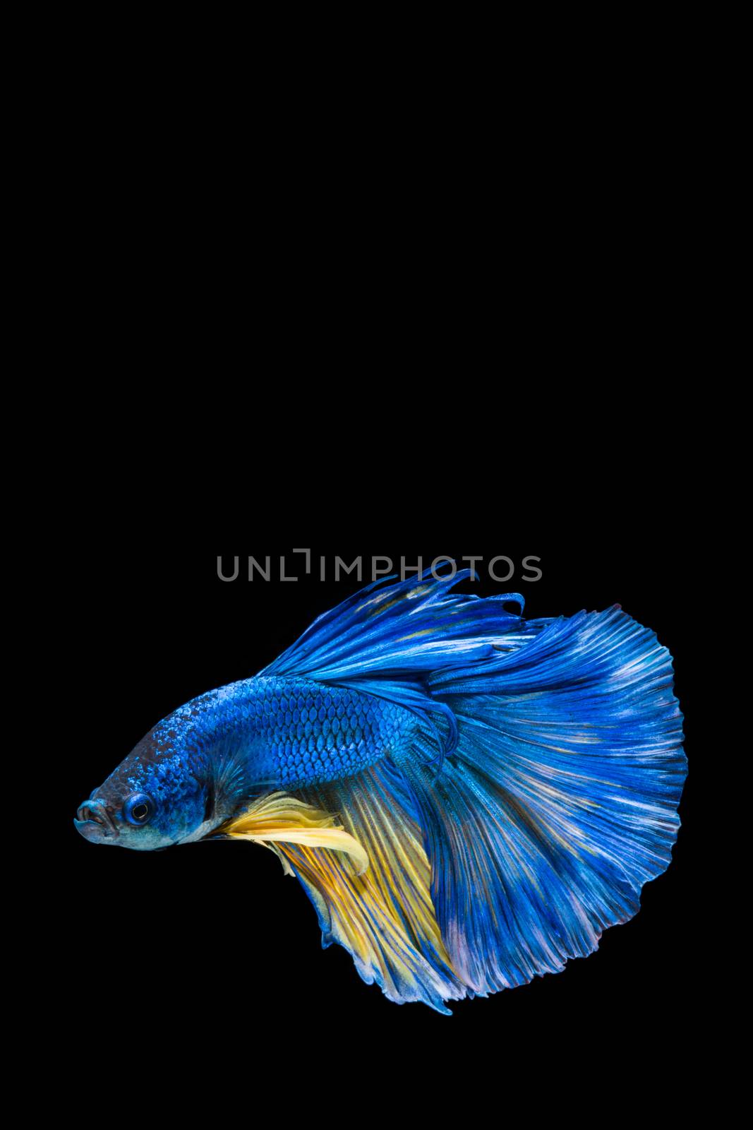Blue and yellow betta fish, siamese fighting fish on black backg by yuiyuize