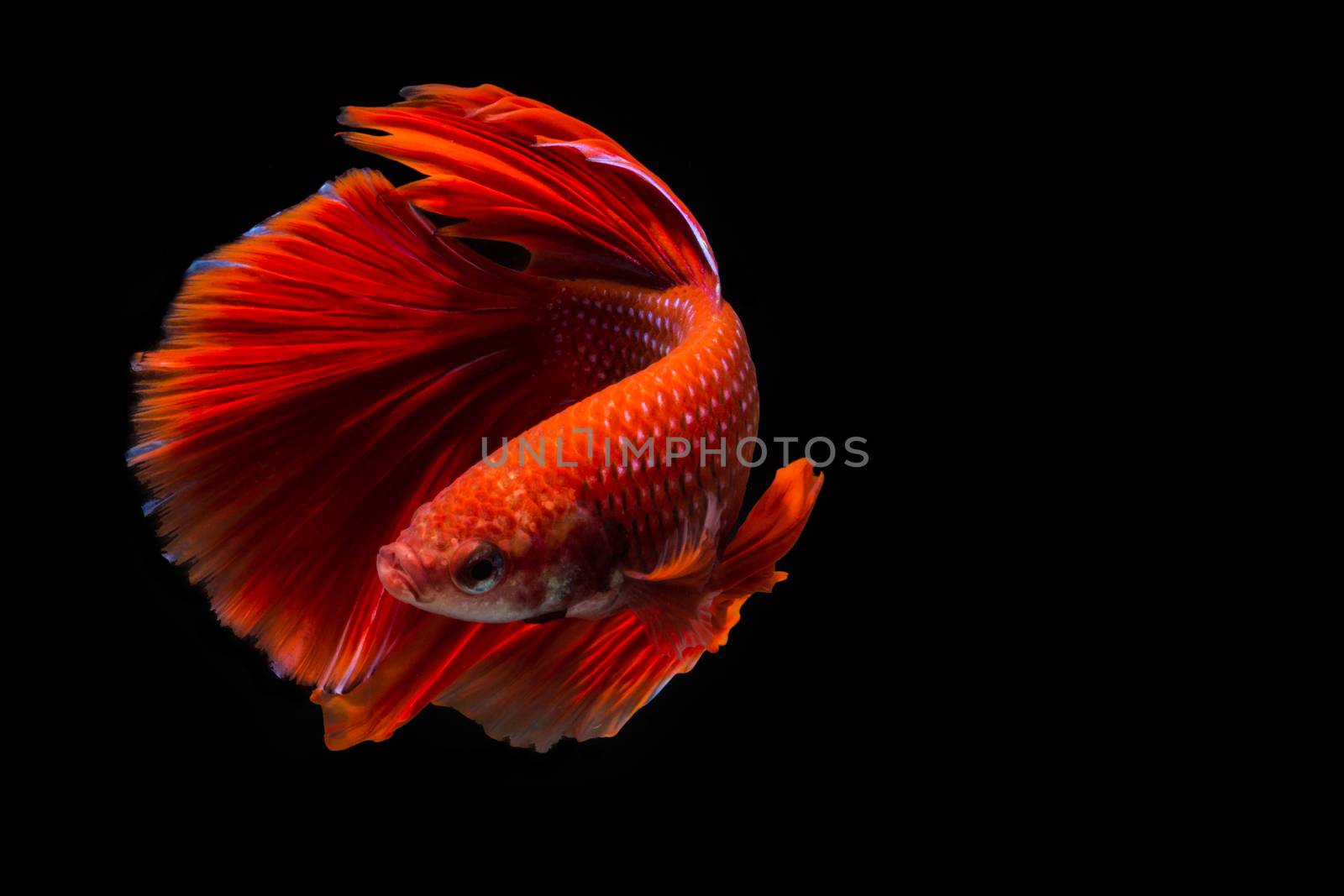 Red betta fish, siamese fighting fish on black background by yuiyuize