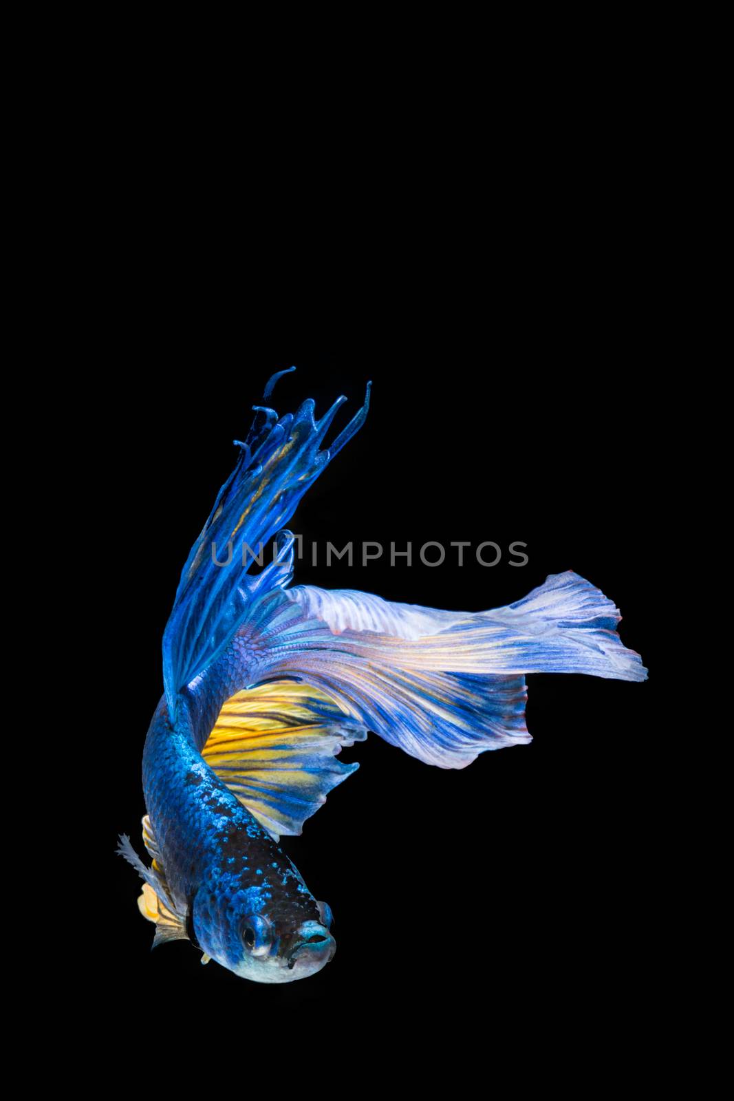 Blue and yellow betta fish, siamese fighting fish on black background