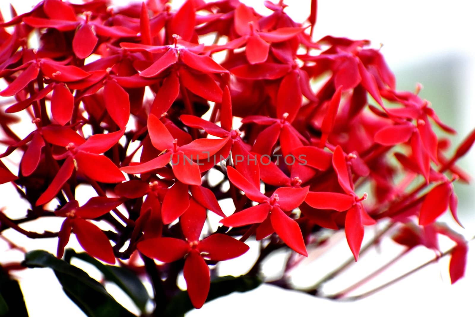 A Bunch of Fresh Red Flowers