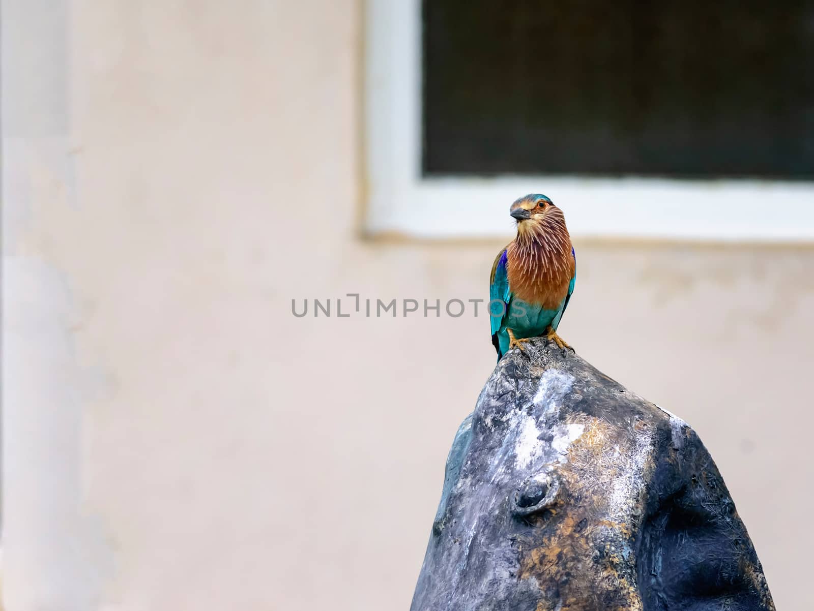 Medium sized bird, Indian Roller, Coracias benghalensis with copy space