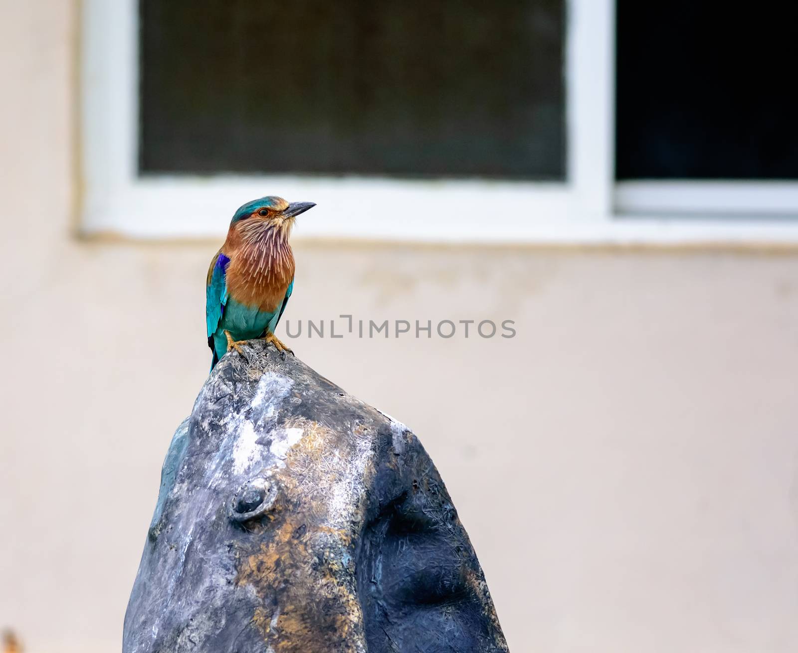 Medium sized bird, Indian Roller, Coracias benghalensis with copy space