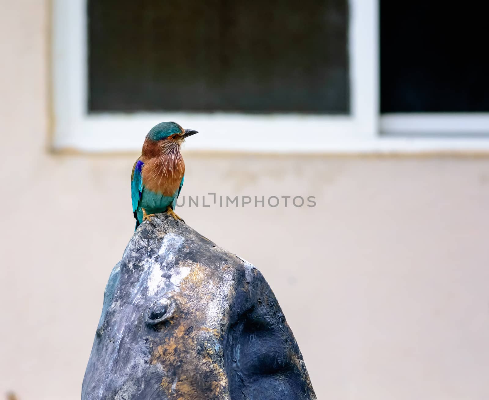 Medium sized bird, Indian Roller, Coracias benghalensis with copy space