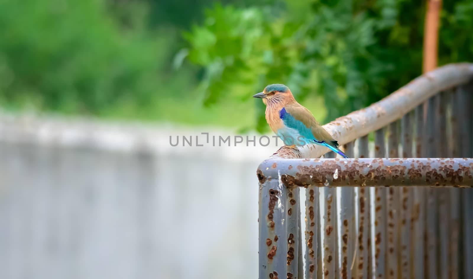 Medium sized bird, Indian Roller, Coracias benghalensis with copy space