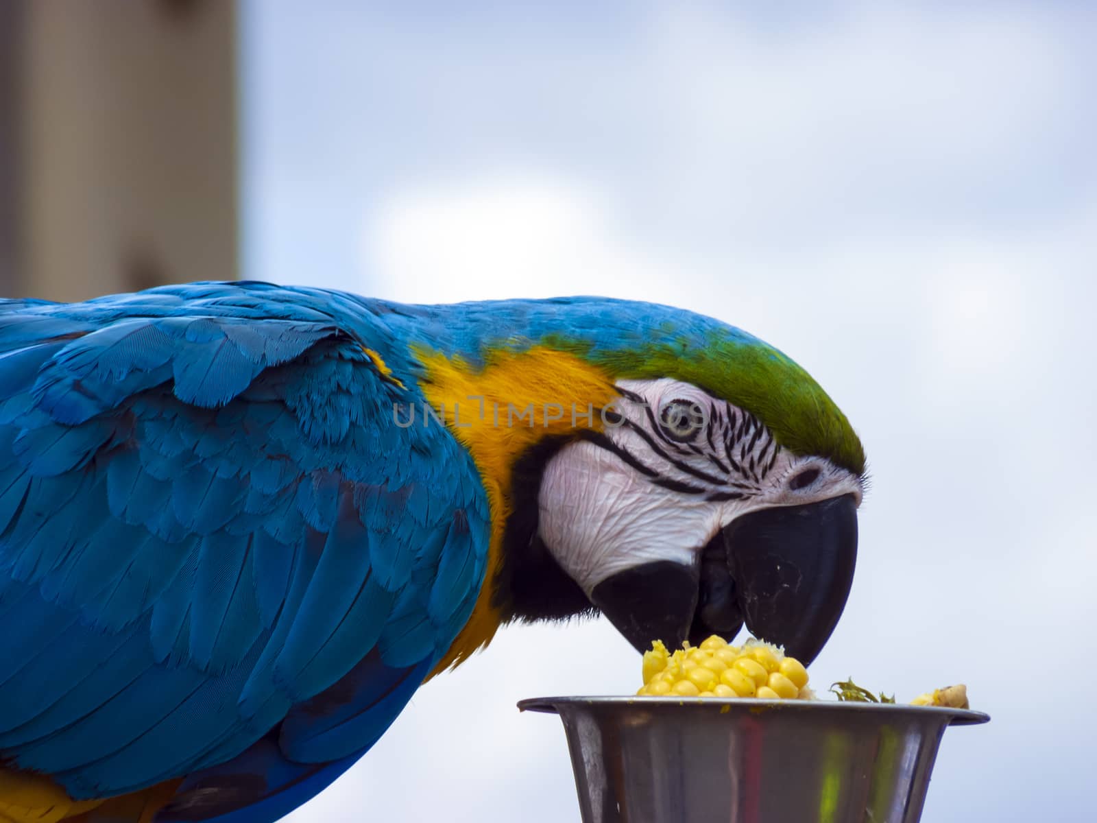 Parrot in front of the Brandenburg Gate in Berlin by ankarb