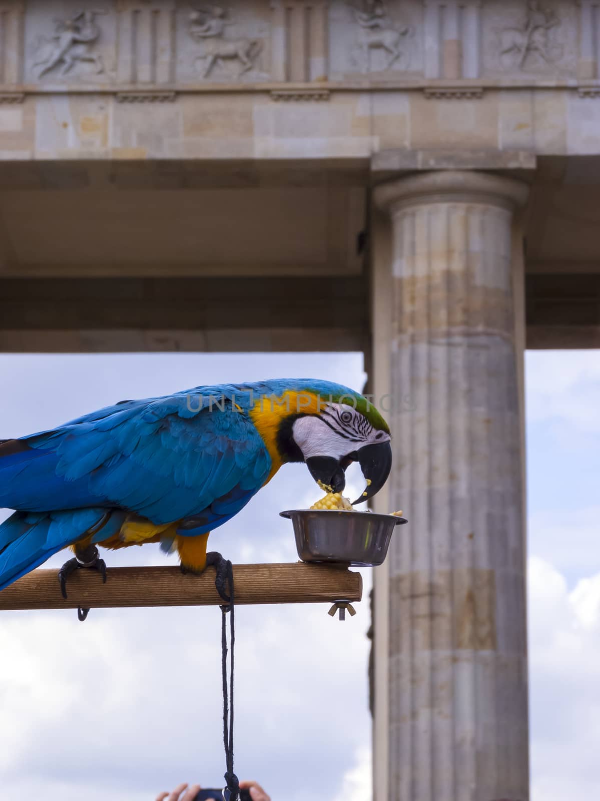 Parrot in front of the Brandenburg Gate in Berlin by ankarb