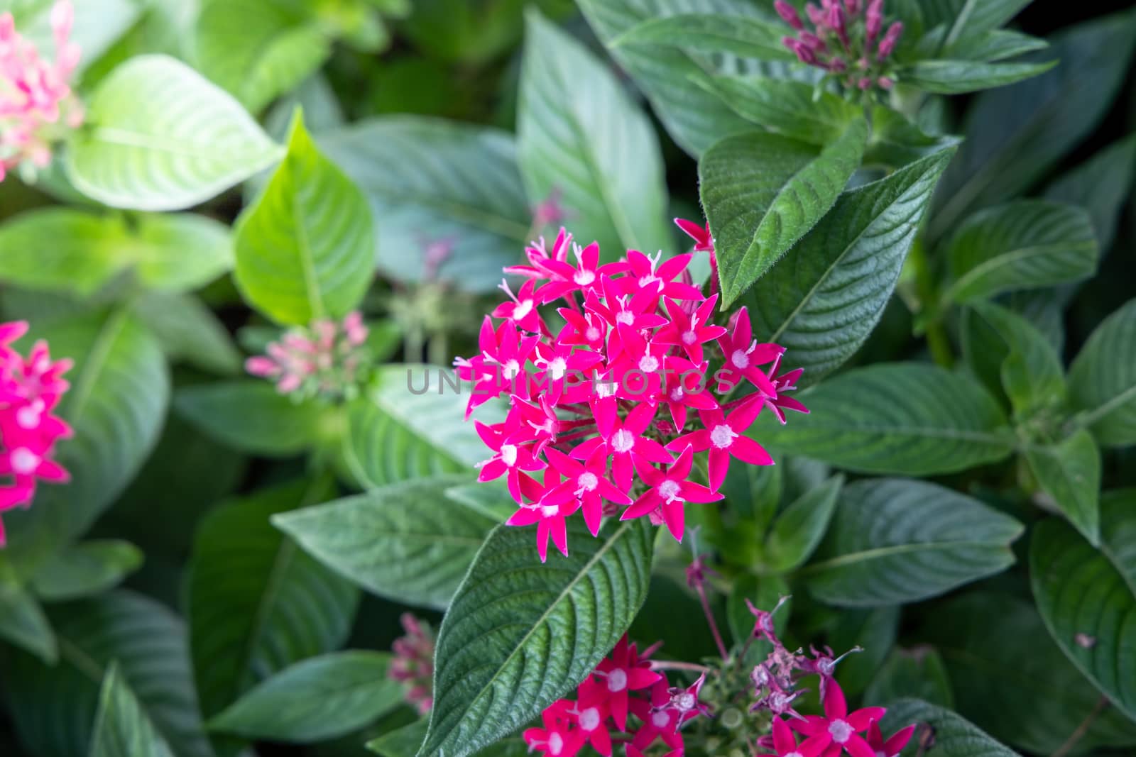 The background image of the colorful flowers, background nature