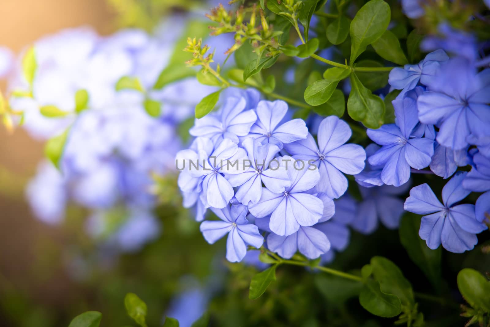 The background image of the colorful flowers, background nature