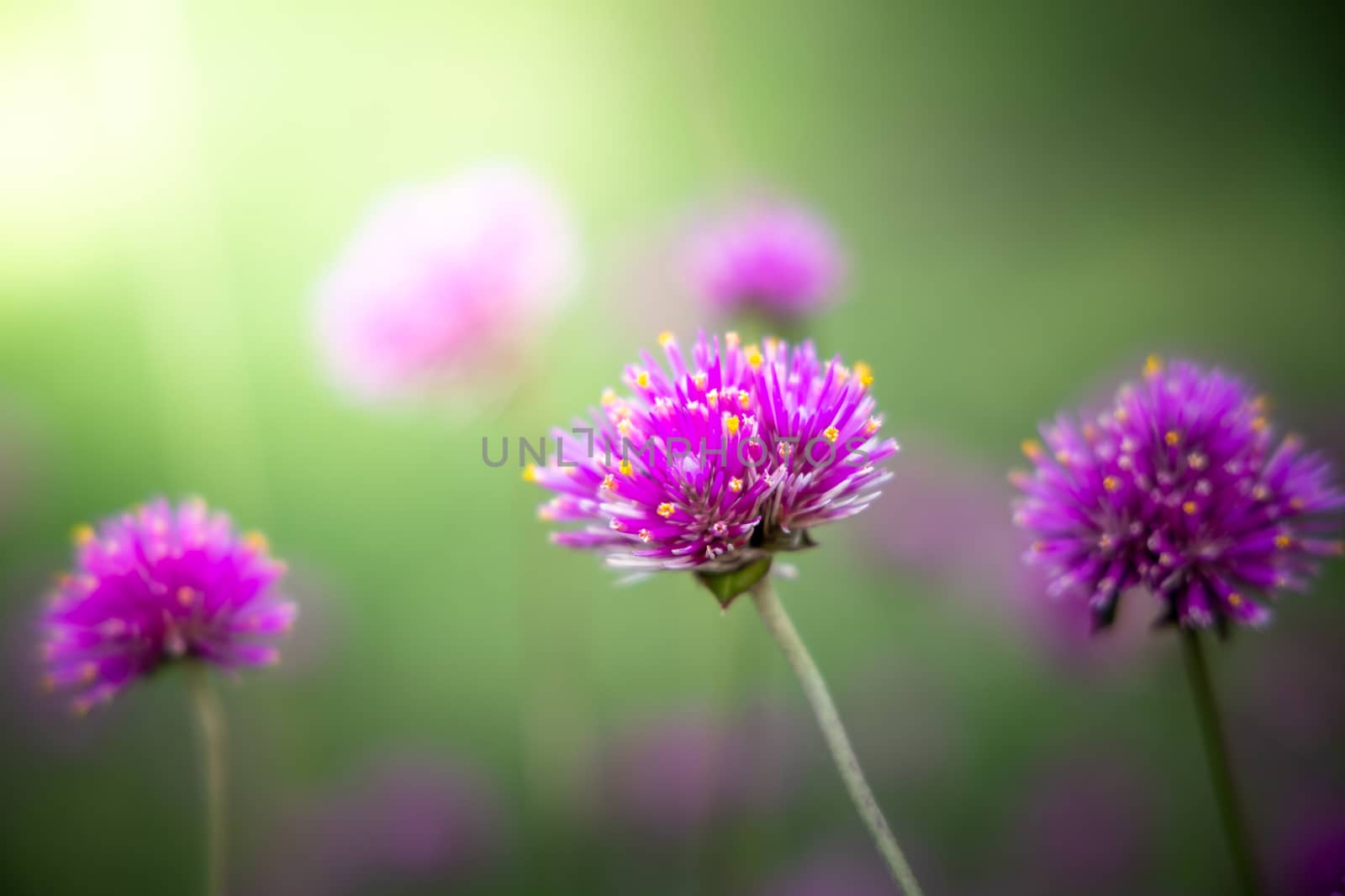 The background image of the colorful flowers, background nature