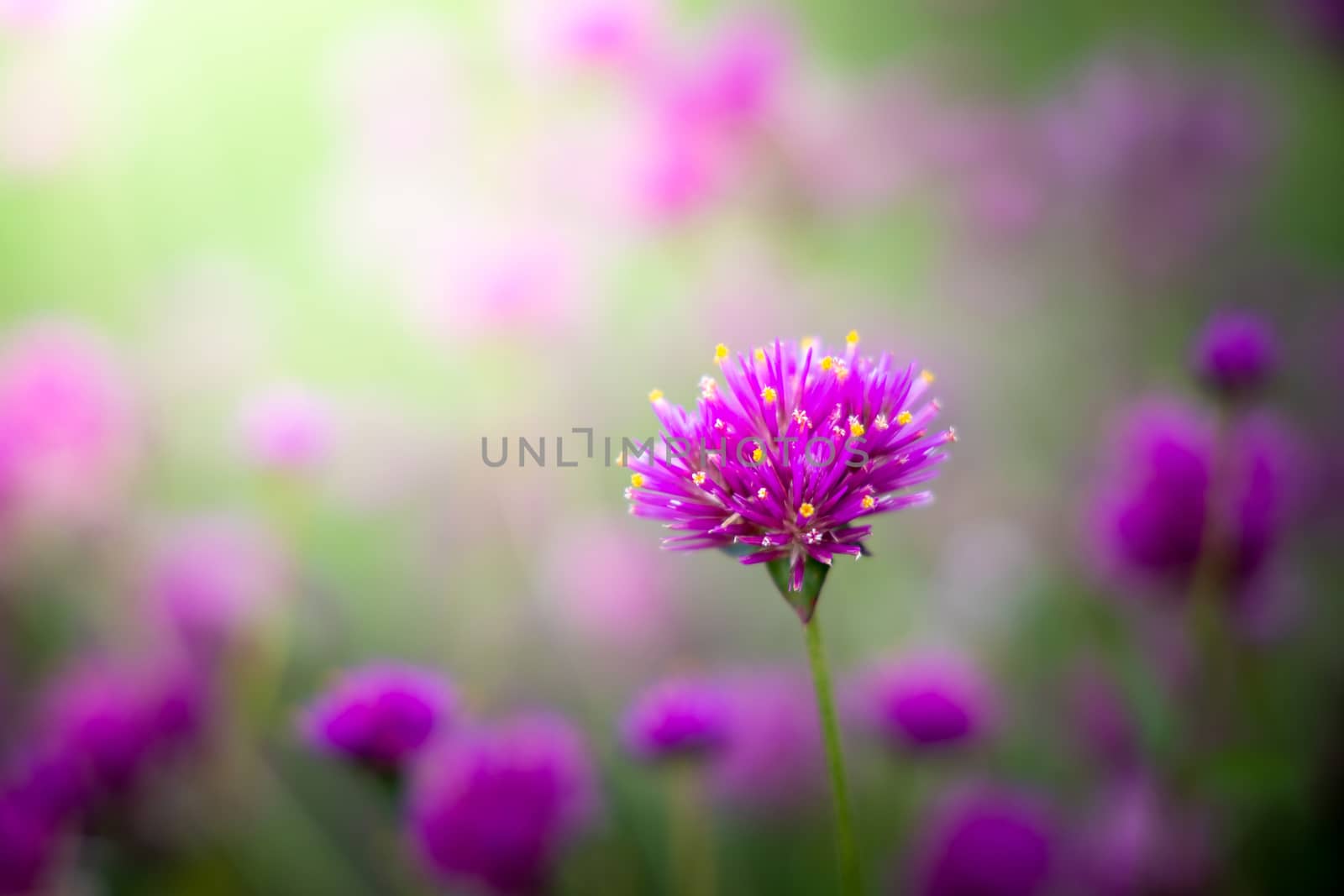 The background image of the colorful flowers, background nature