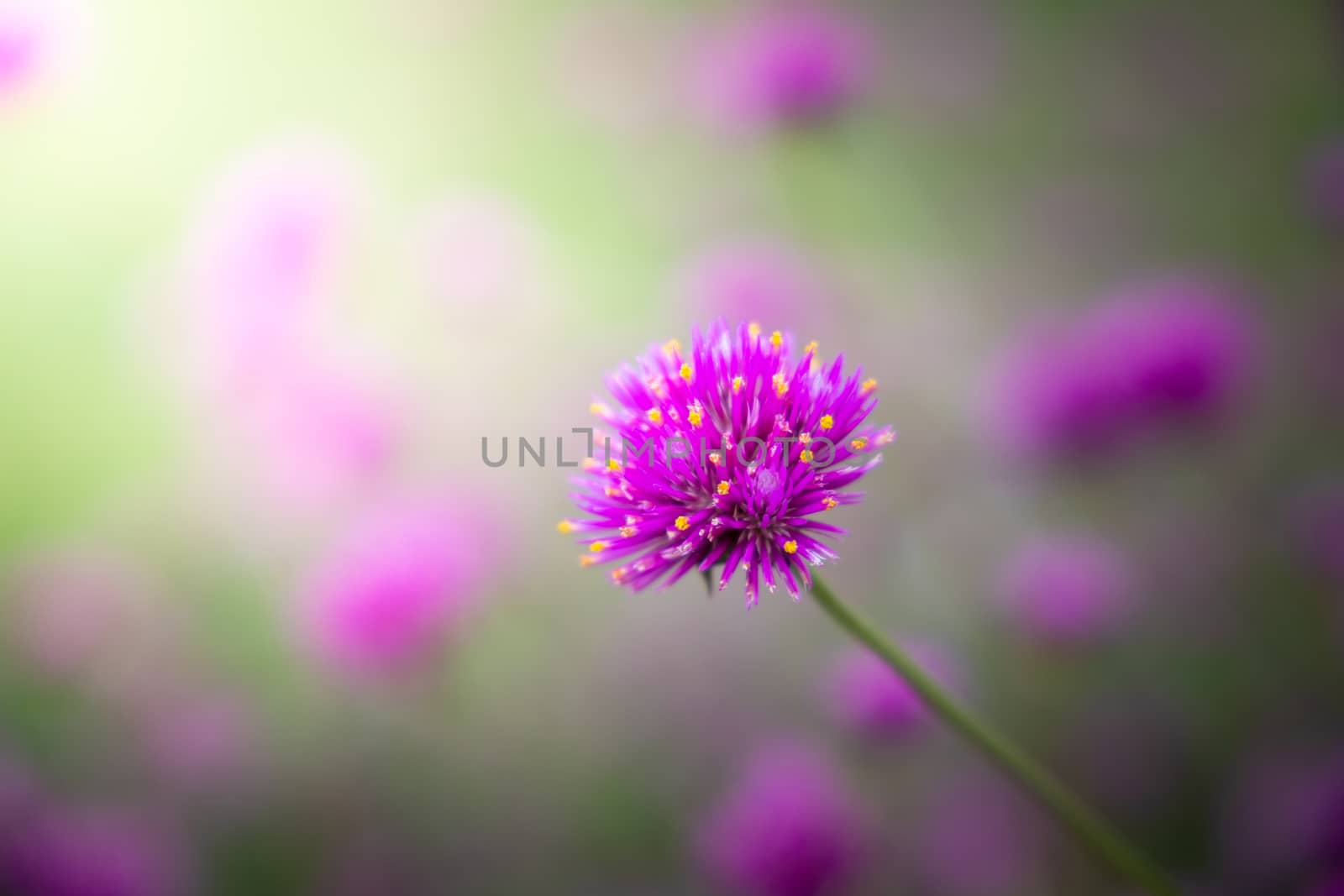 The background image of the colorful flowers, background nature